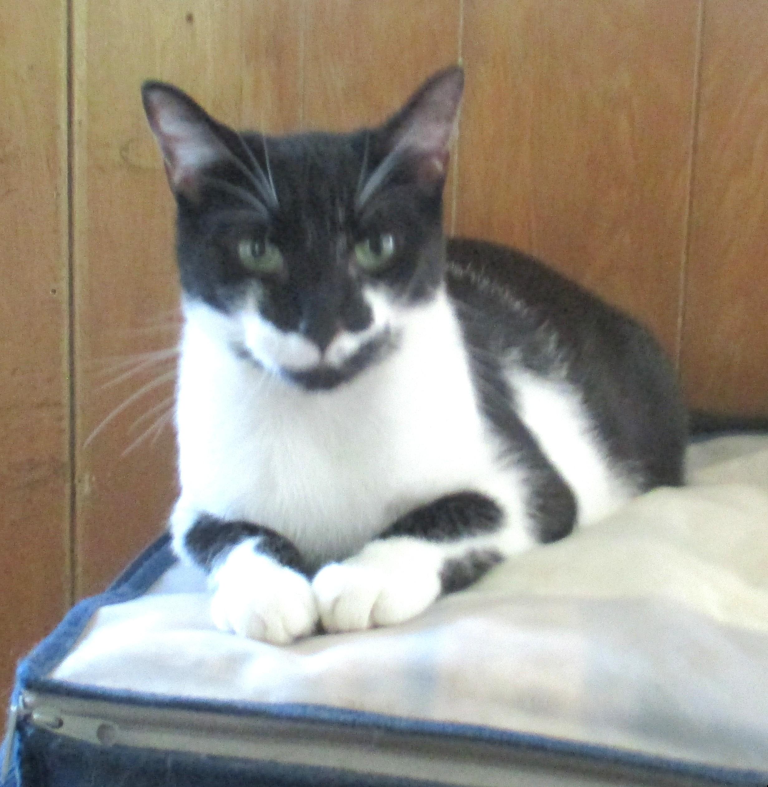 DUDETTE, Adoptable, Adult Female Domestic Short Hair.