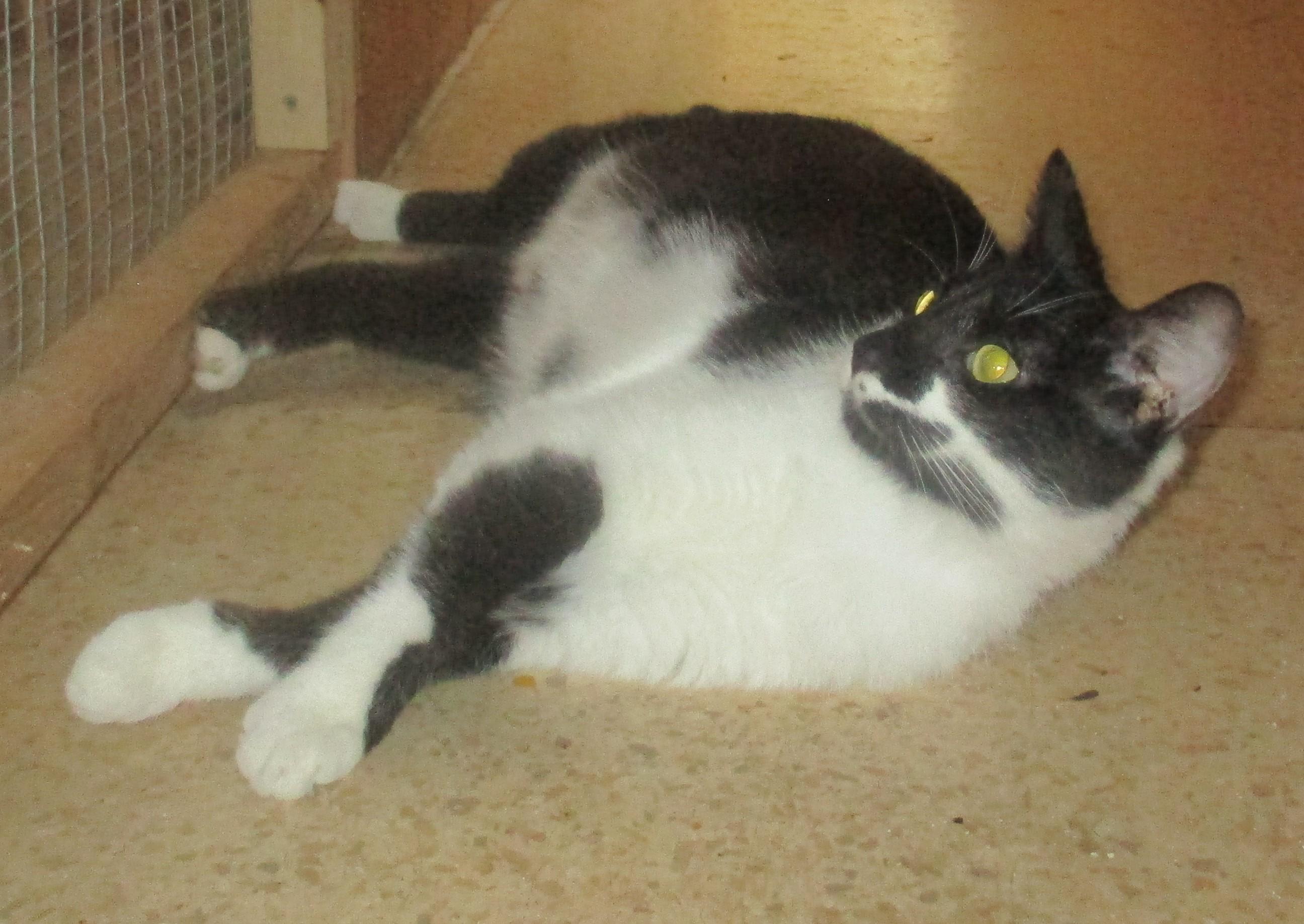 Enlarge DUDETTE, a Adoptable Domestic Short Hair in Troutman, NC image 5/5