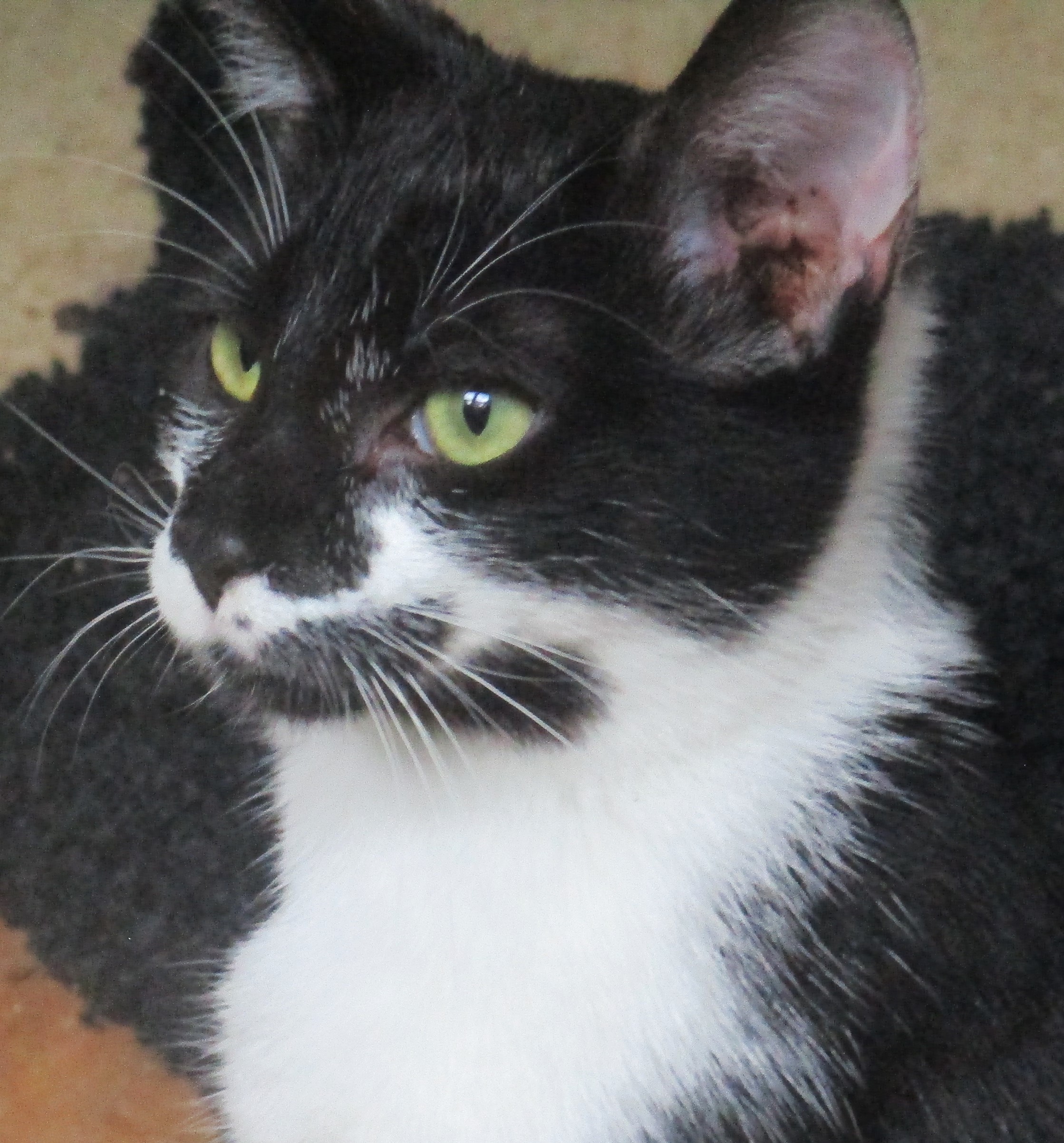 Enlarge DUDETTE, a Adoptable Domestic Short Hair in Troutman, NC image 4/5