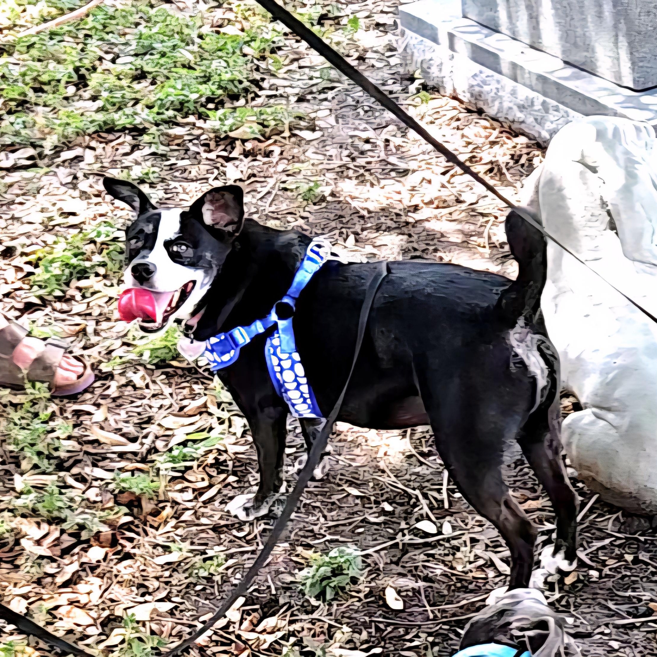 Millie — thumbnail 2