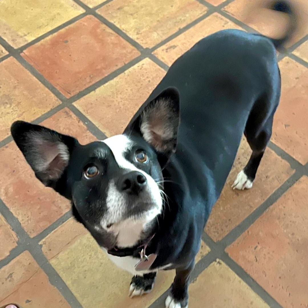 Millie — thumbnail 5