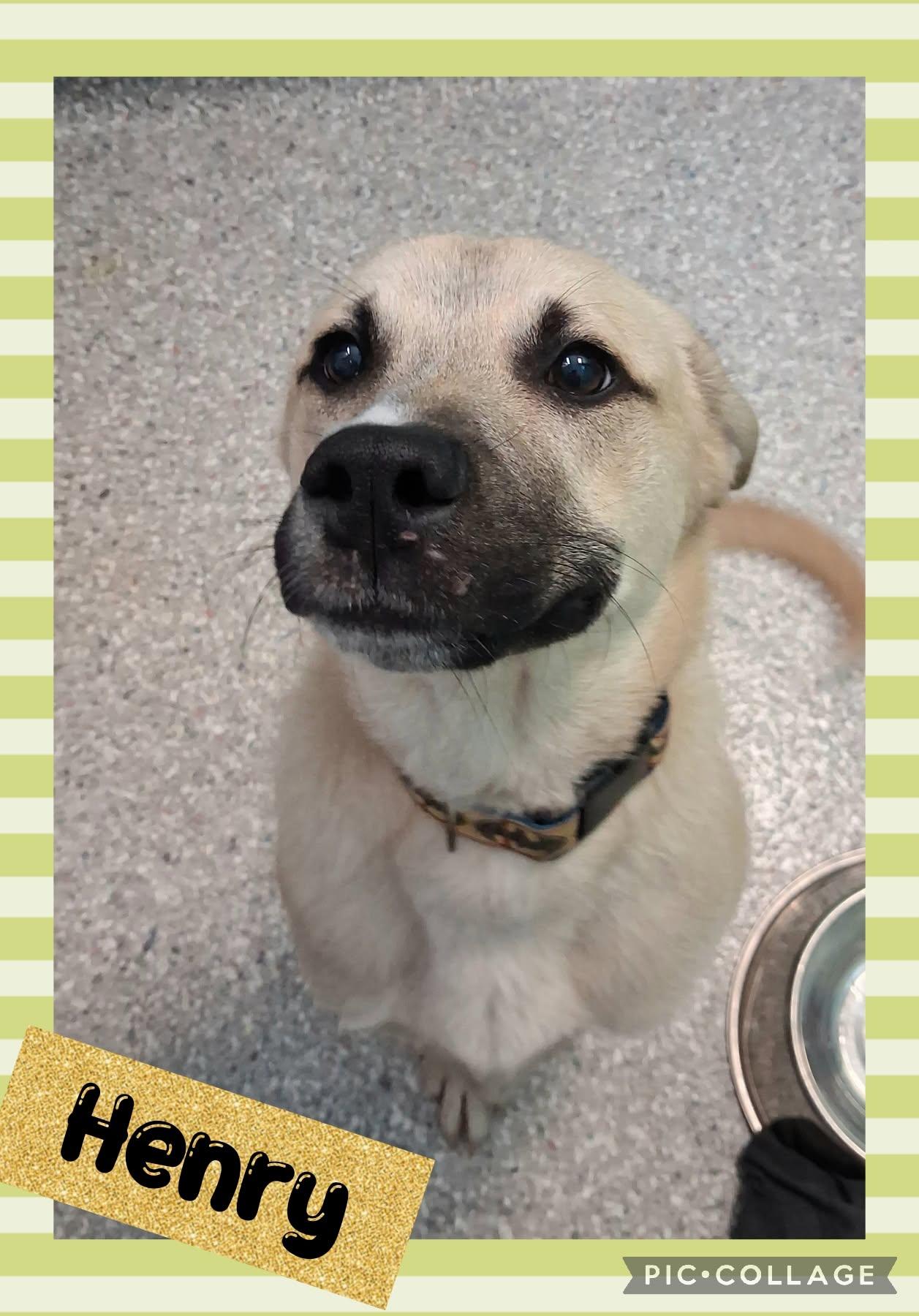 Henry, adopted, Young Male Mixed Breed.