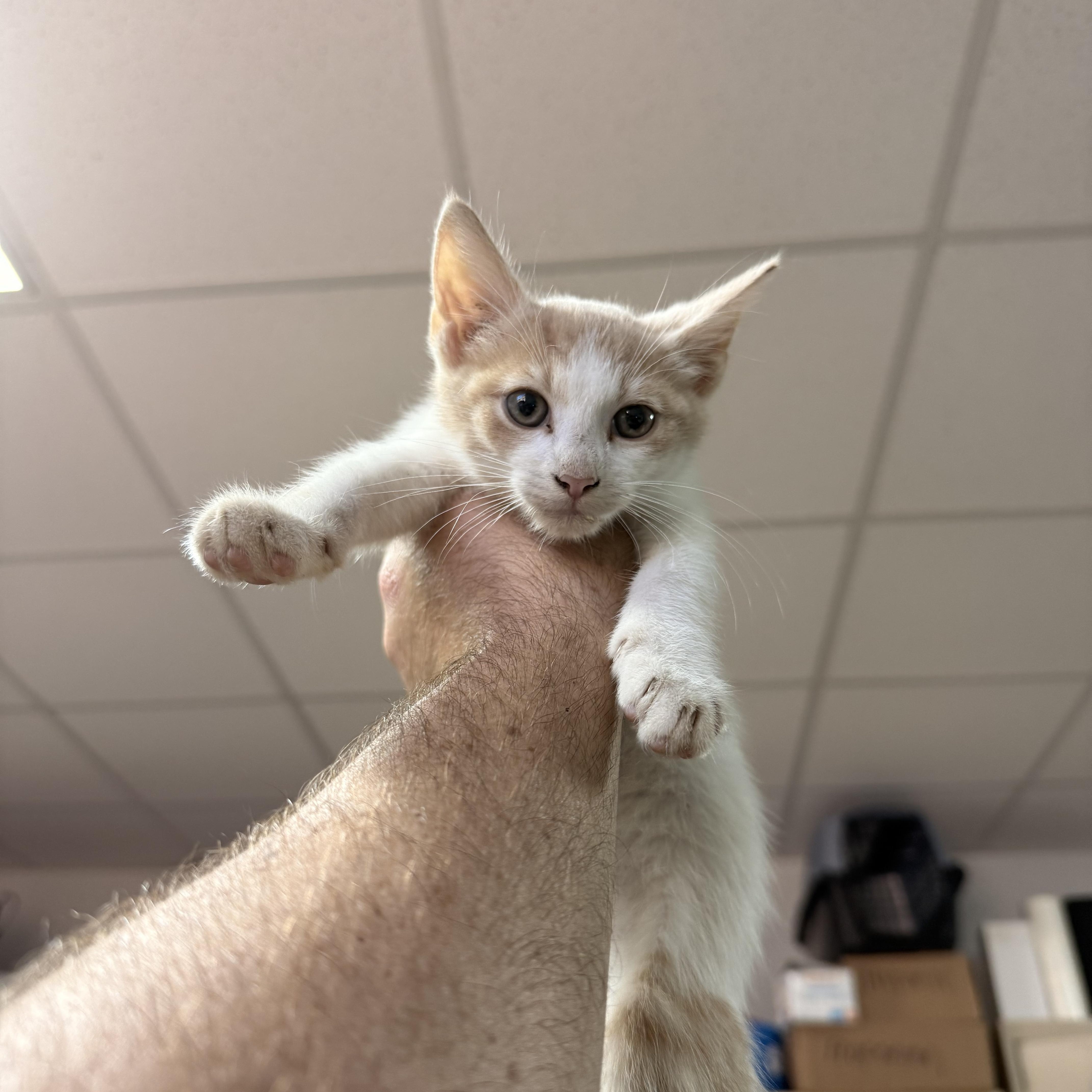 Three, Adoptable, Kitten Male Domestic Short Hair.