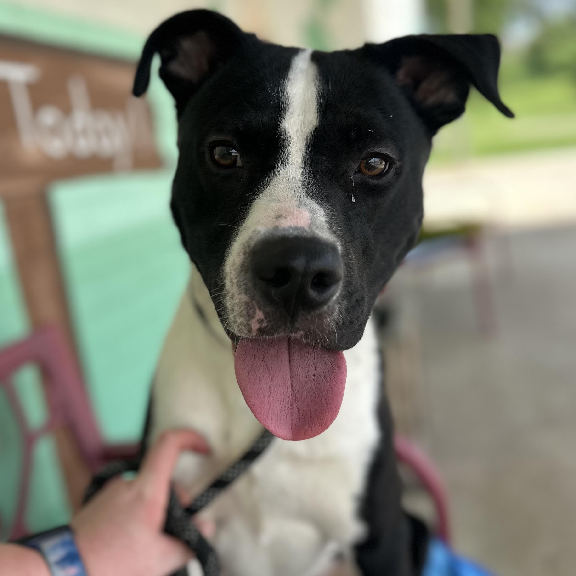 Bingo, a Adoptable mixed breed in Trenton, MO image 2/5