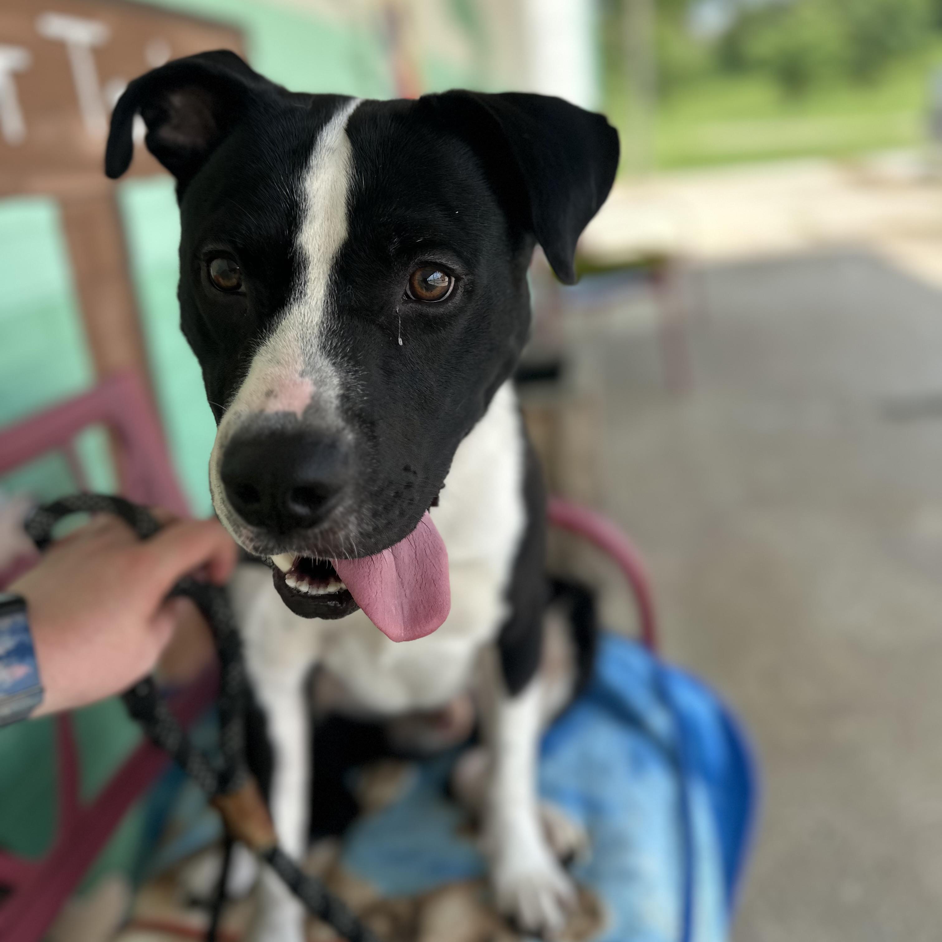 Bingo, Adoptable, Adult Male Terrier.