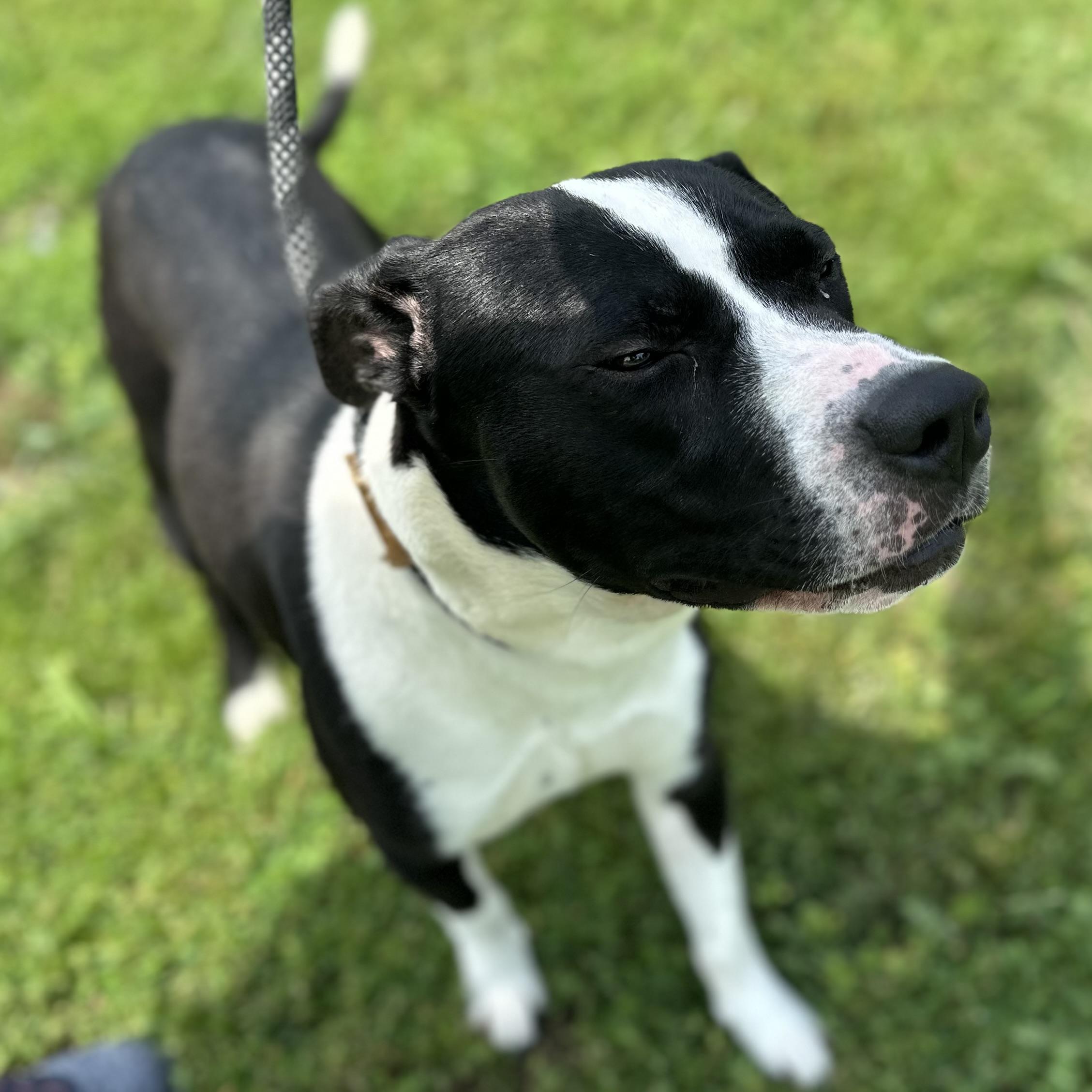 Bingo, a Adoptable mixed breed in Trenton, MO image 3/5