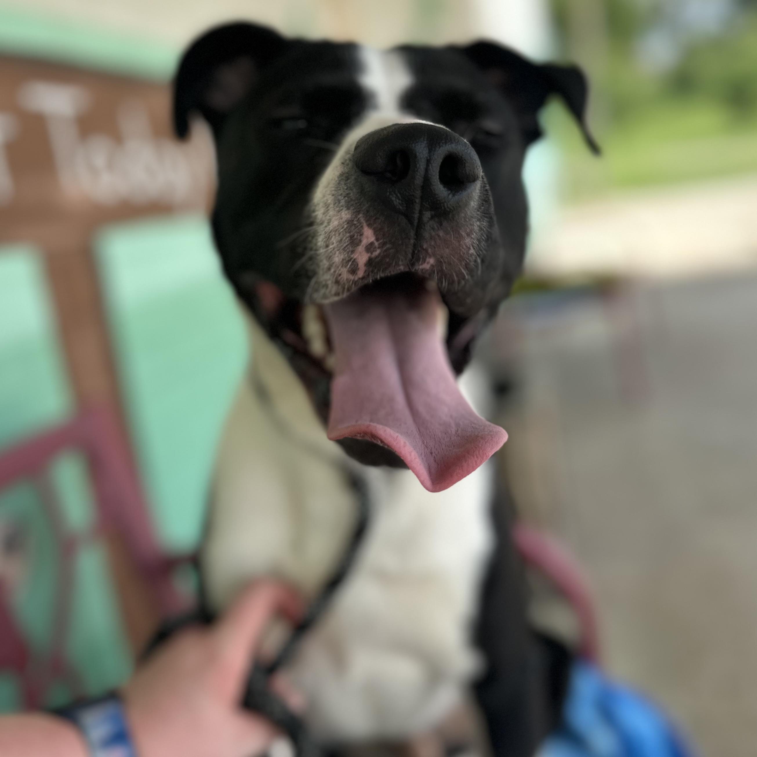 Bingo, a Adoptable mixed breed in Trenton, MO image 5/5