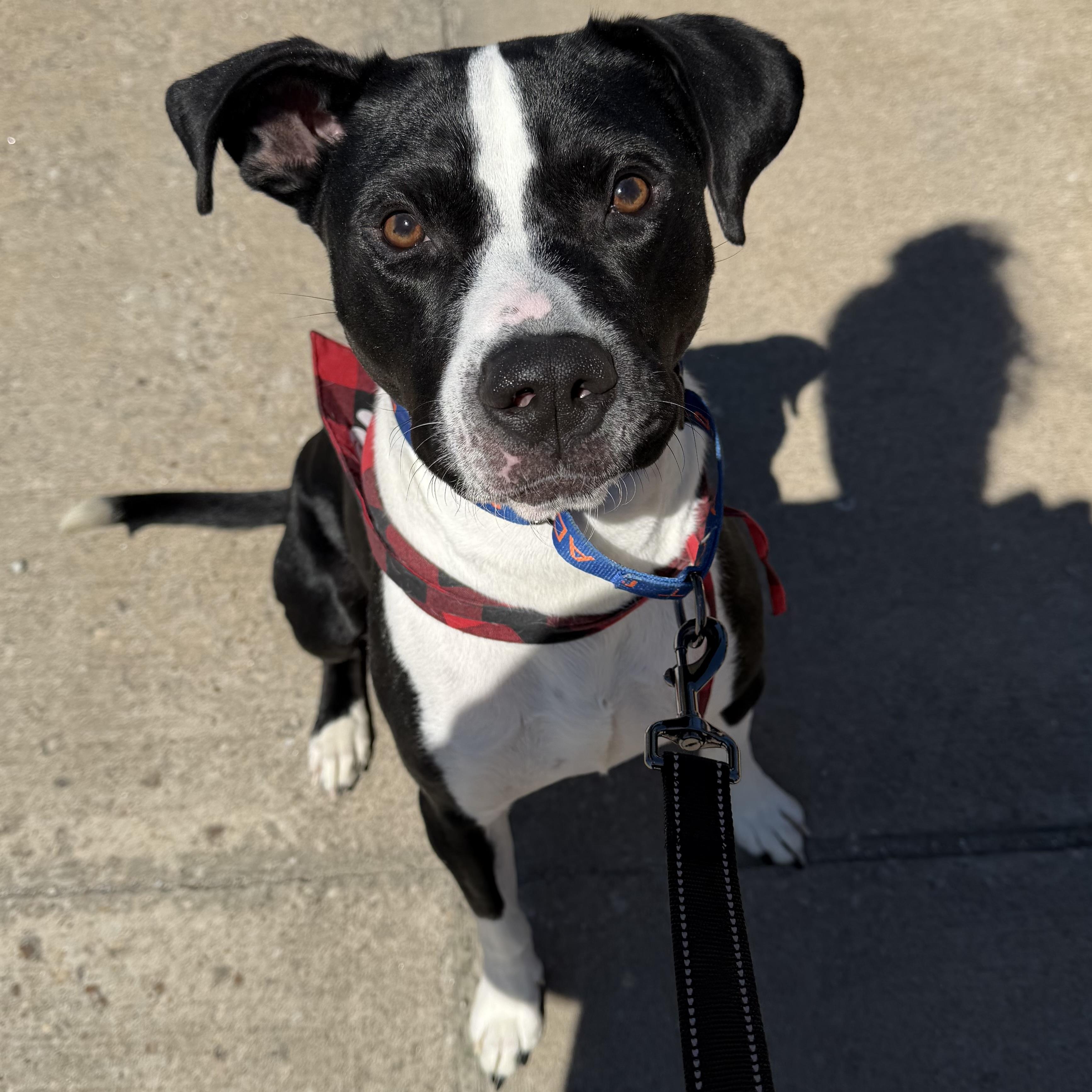 Bingo, Adoptable, Adult Male Terrier.