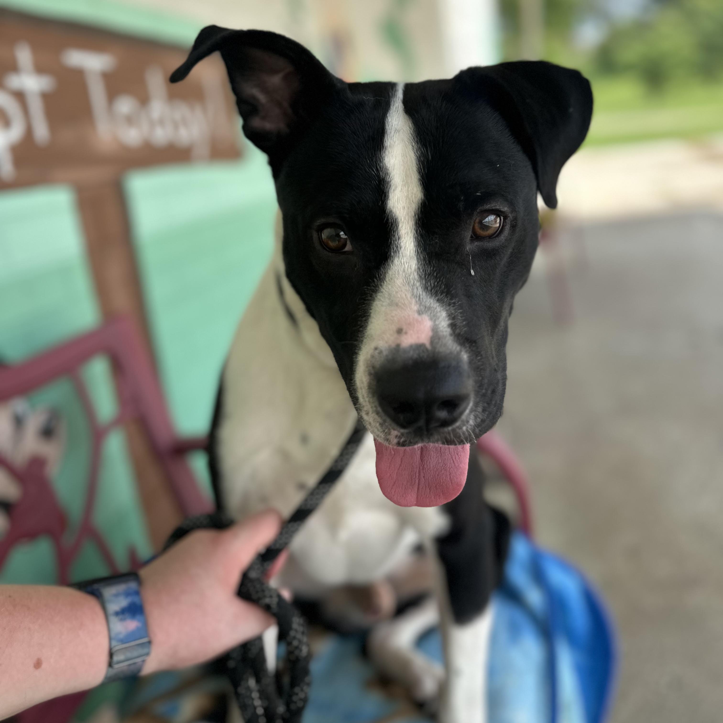 Bingo, a Adoptable mixed breed in Trenton, MO image 4/5