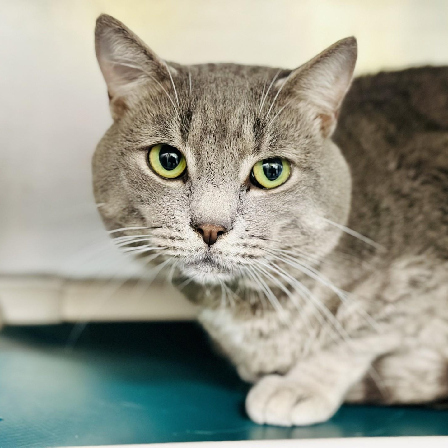 Enlarge Scratch , a ADOPTABLE Domestic Short Hair in Jackson, NJ image 2/2