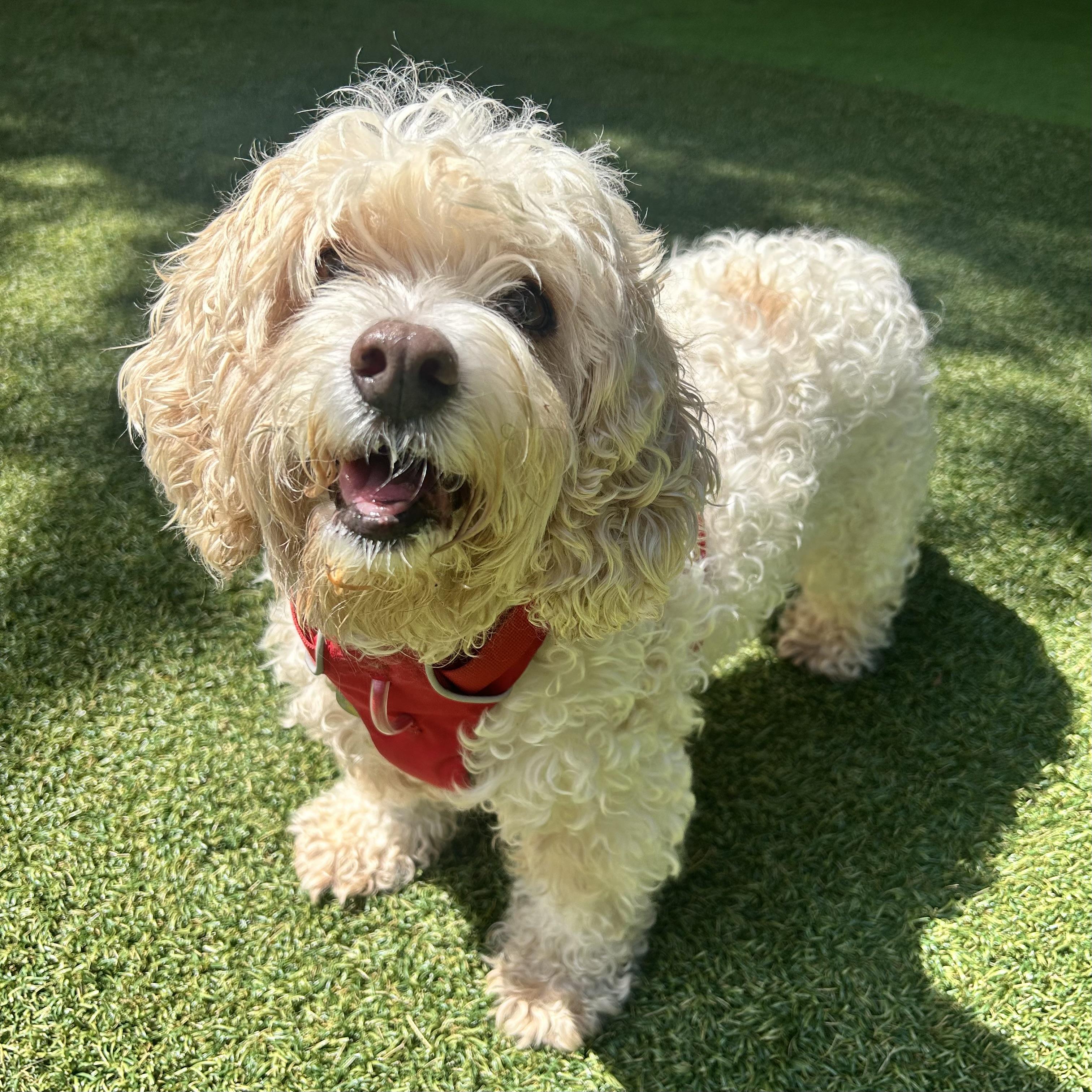 Bella, Adopted, Senior Female Poodle.
