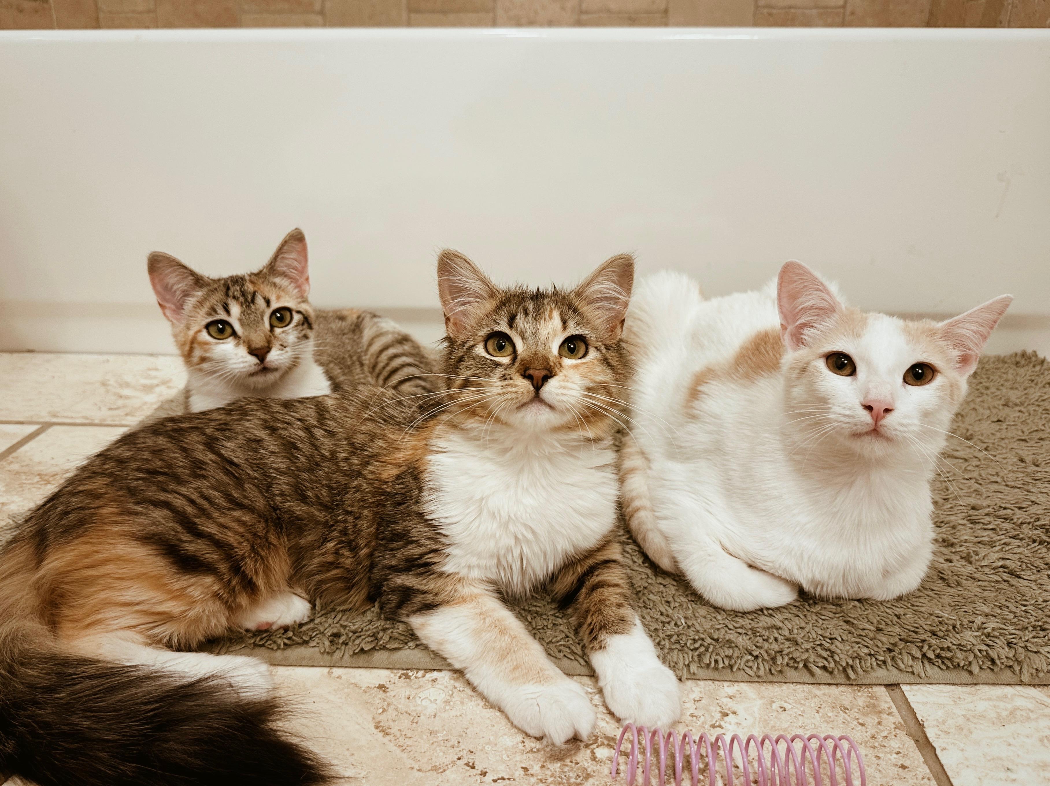 Enlarge Cholula, a Adoptable Calico in Avondale Estates, GA image 4/4