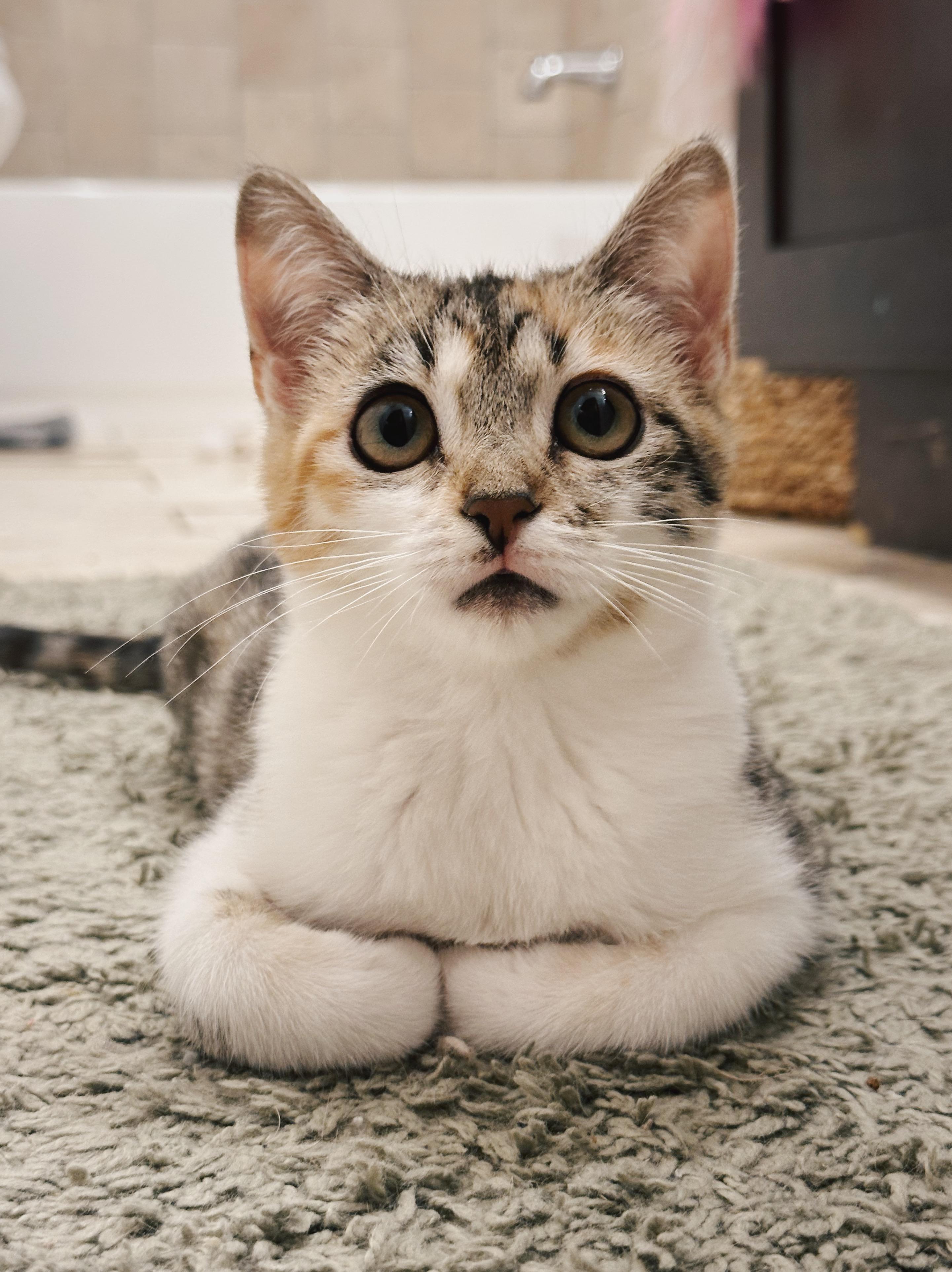 Enlarge Cholula, a Adoptable Calico in Avondale Estates, GA image 1/4
