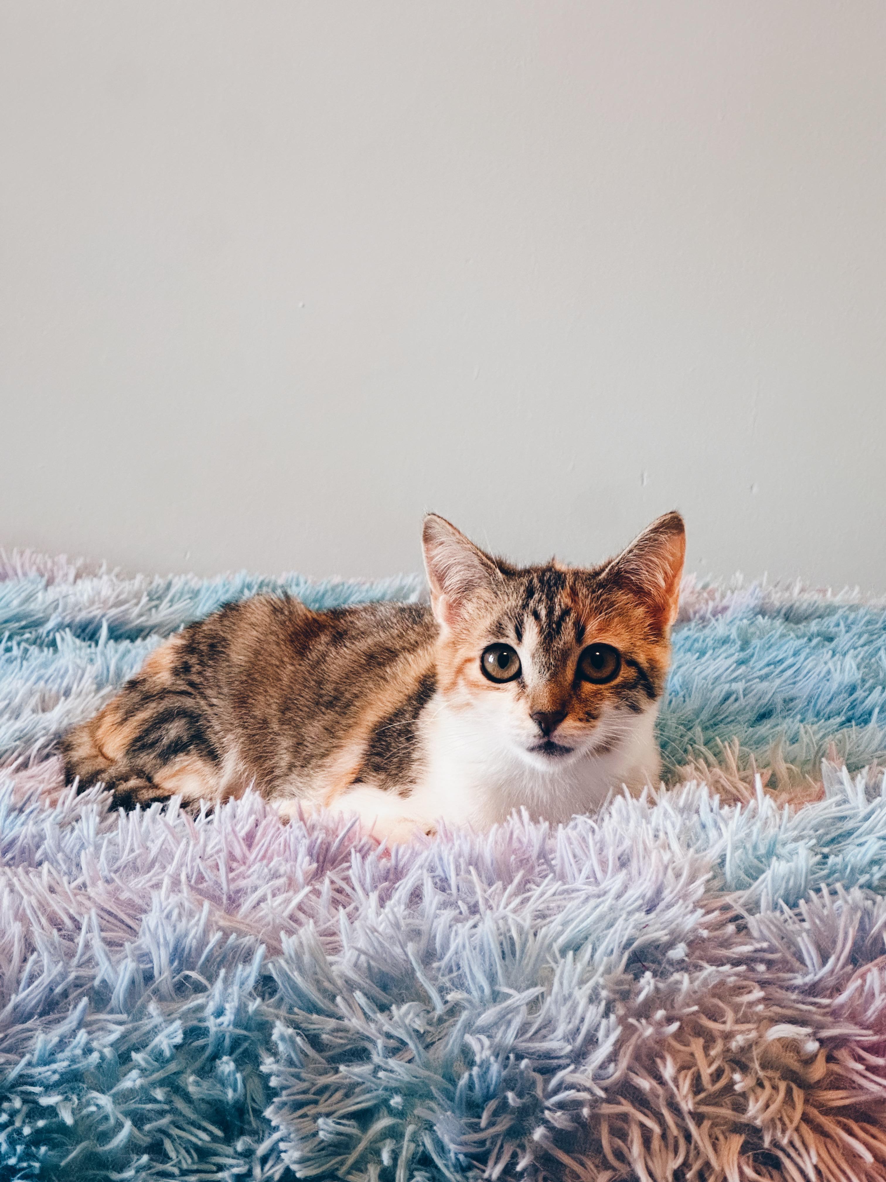 Enlarge Cholula, a Adoptable Calico in Avondale Estates, GA image 2/4