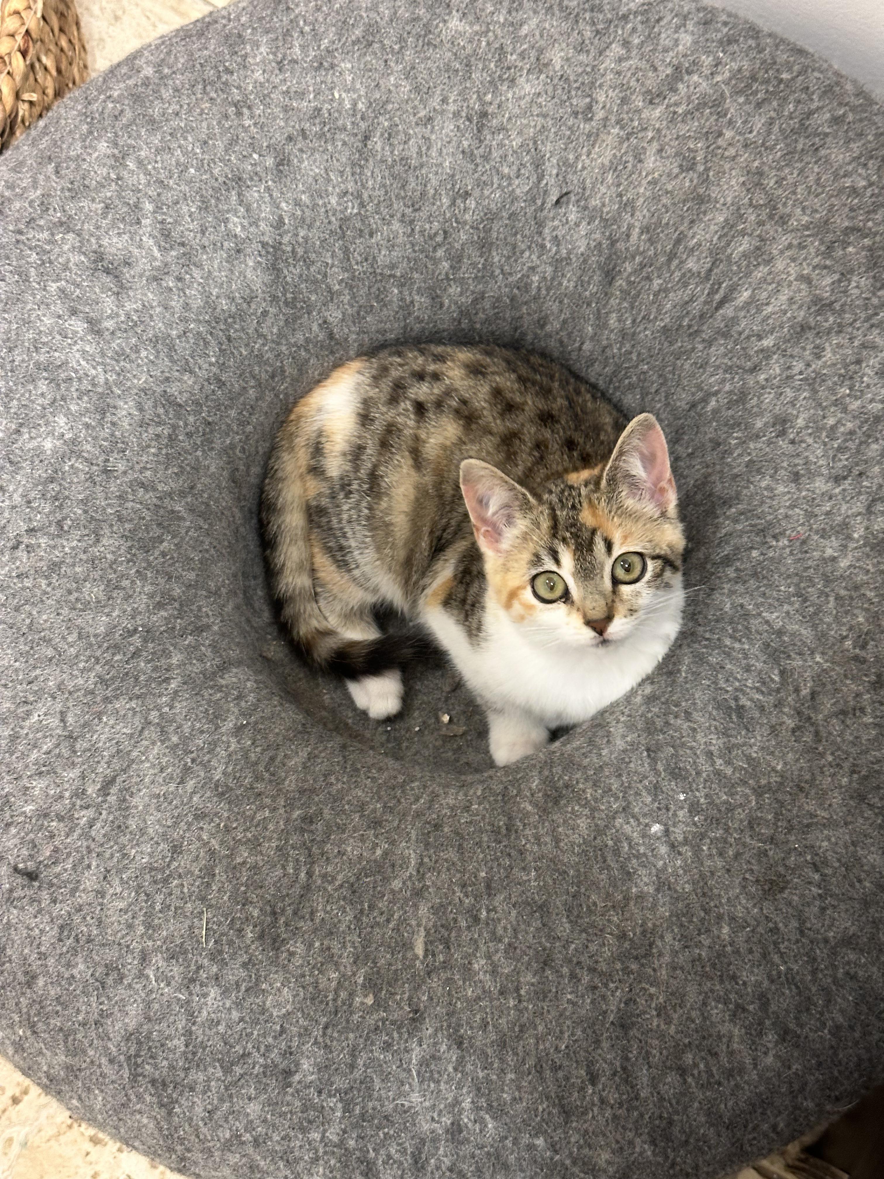 Enlarge Cholula, a Adoptable Calico in Avondale Estates, GA image 3/4