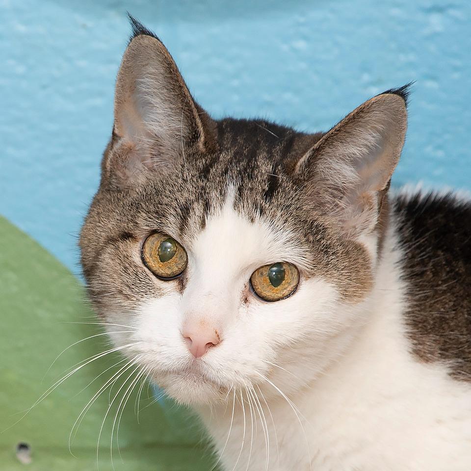 Luna, Adoptable, Senior Female Domestic Short Hair.