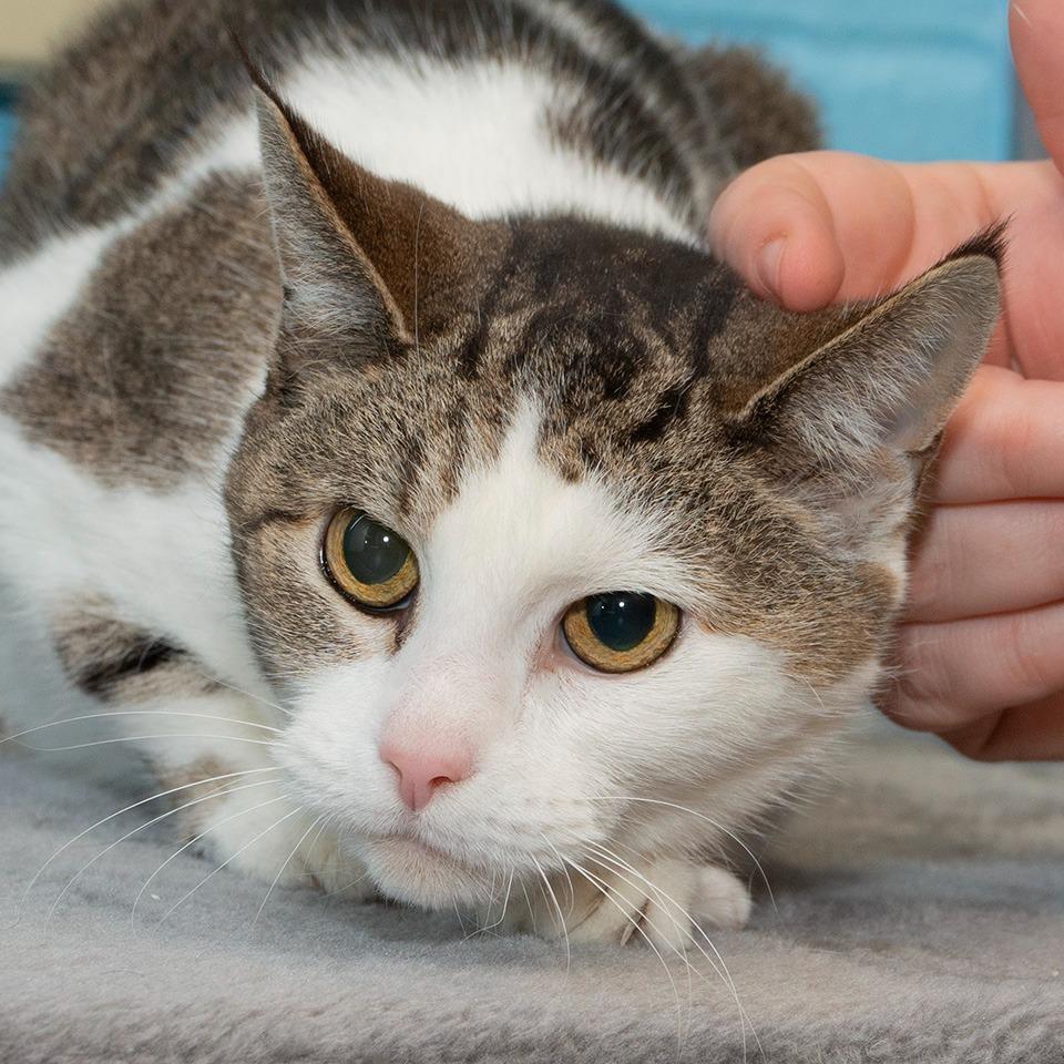 Luna, Adoptable, Senior Female Domestic Short Hair.