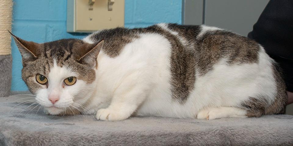 Enlarge Luna, a Adoptable Domestic Short Hair in Troy, OH image 2/2