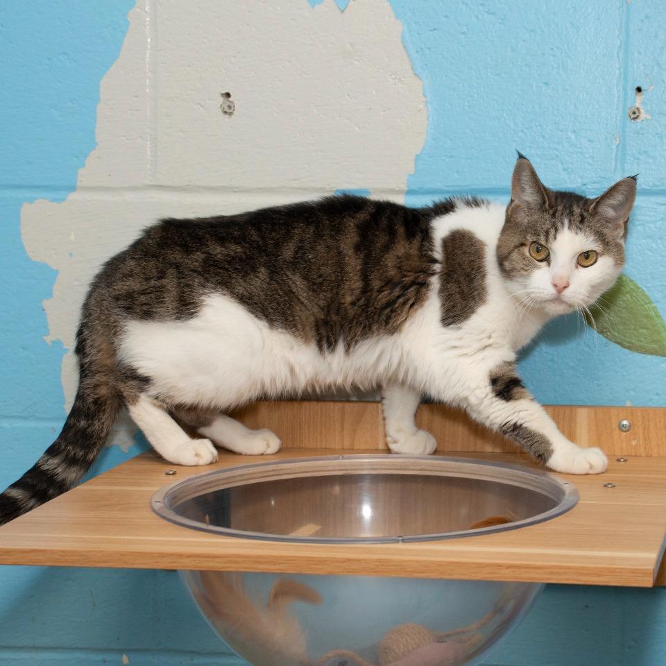 Enlarge Luna, a Adoptable Domestic Short Hair in Troy, OH image 2/2