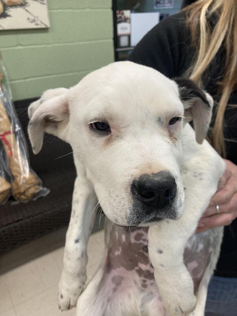 Fava, Adoptable, Puppy Male American Staffordshire Terrier & Mixed Breed.