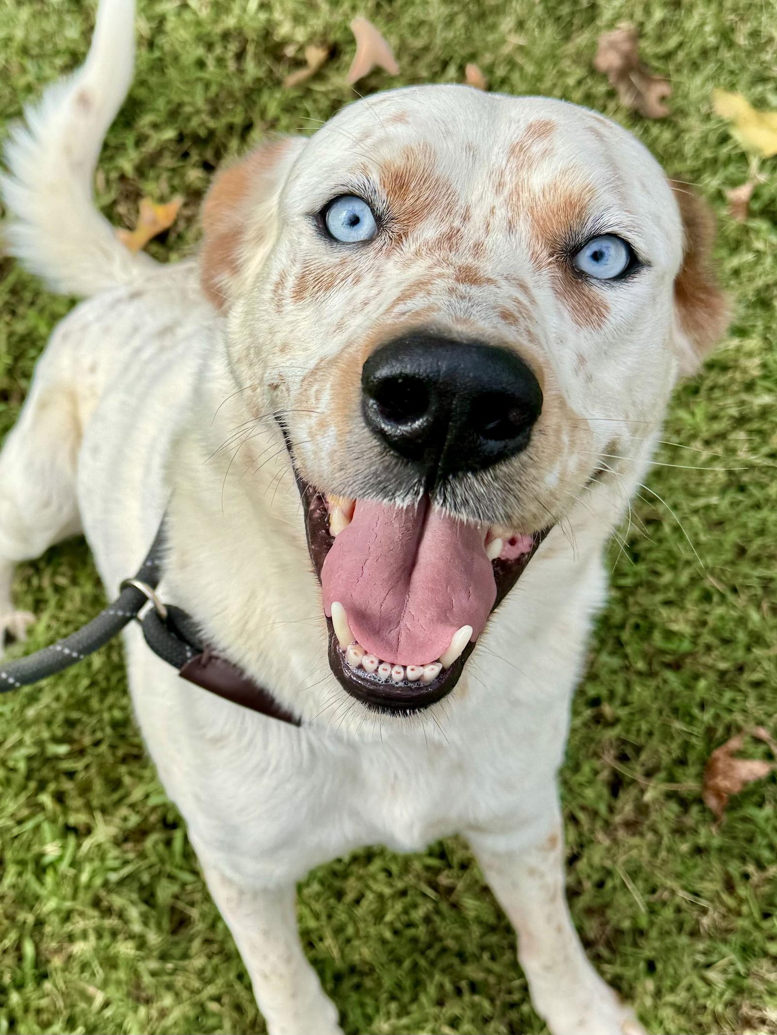 Azear, Adoptable, Young Male Australian Cattle Dog / Blue Heeler.