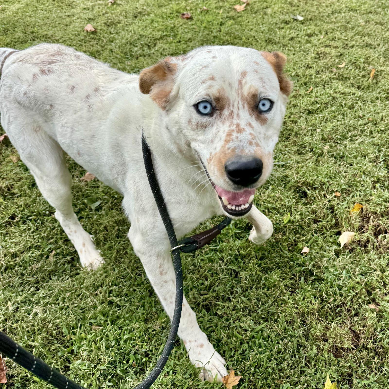 Enlarge Azear, a Adoptable Australian Cattle Dog / Blue Heeler in Sparta, TN image 2/3