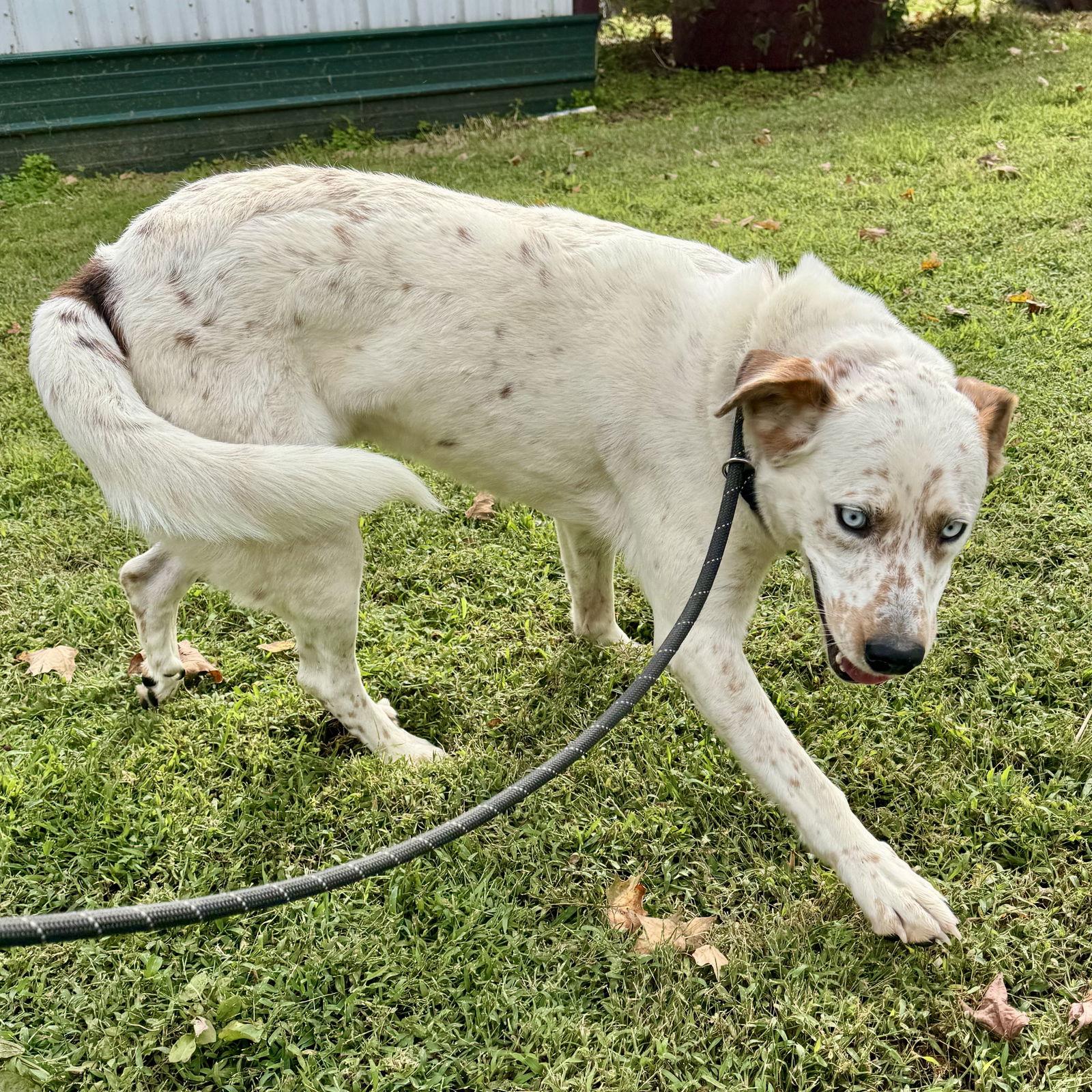 Enlarge Azear, a Adoptable Australian Cattle Dog / Blue Heeler in Sparta, TN image 3/3