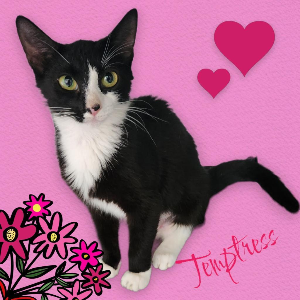 Enlarge Temptress, a Adoptable Domestic Short Hair in Nashville, GA image 1/2