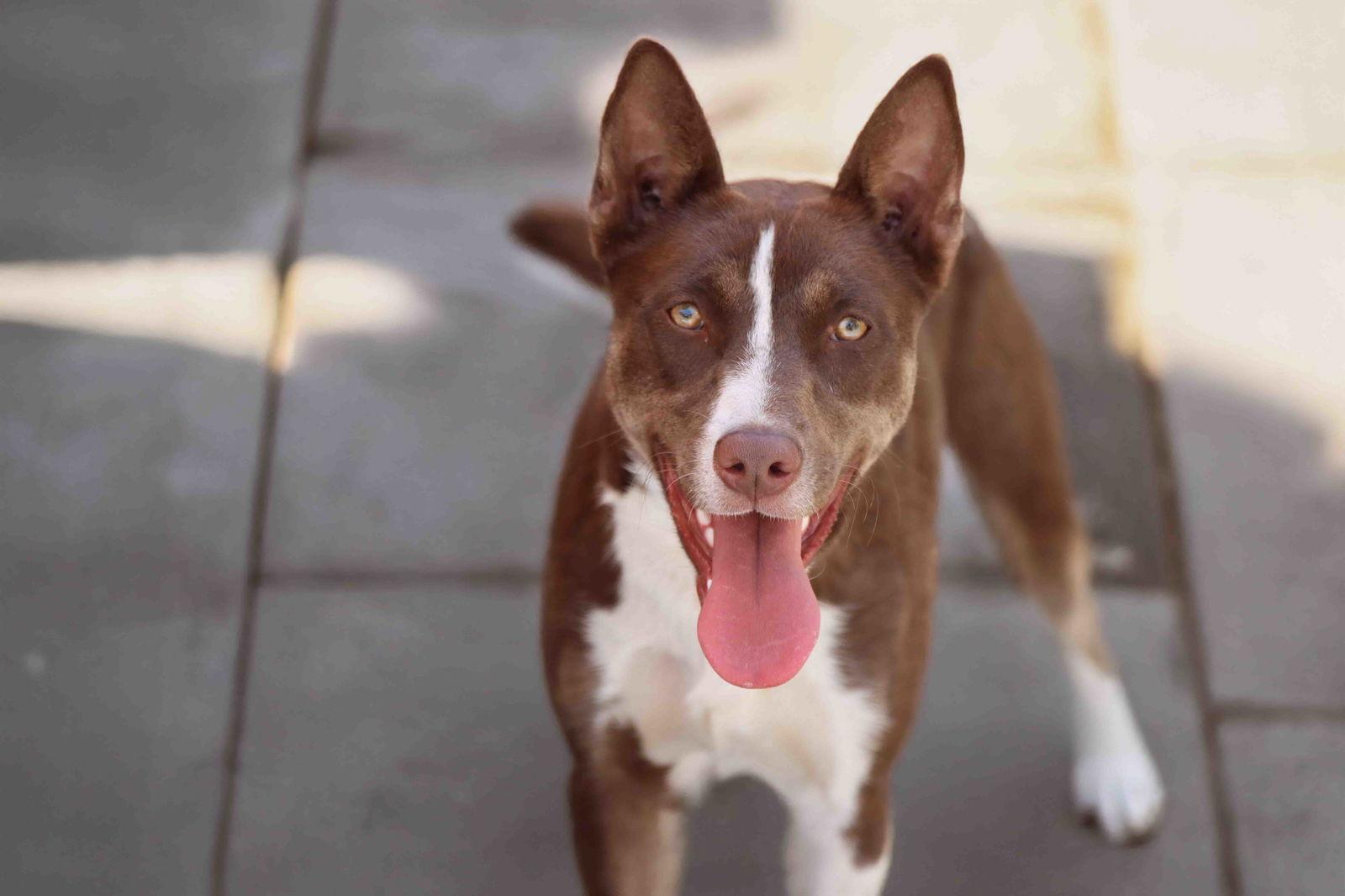 Strawberry, Adoptable, Puppy Female Siberian Husky.