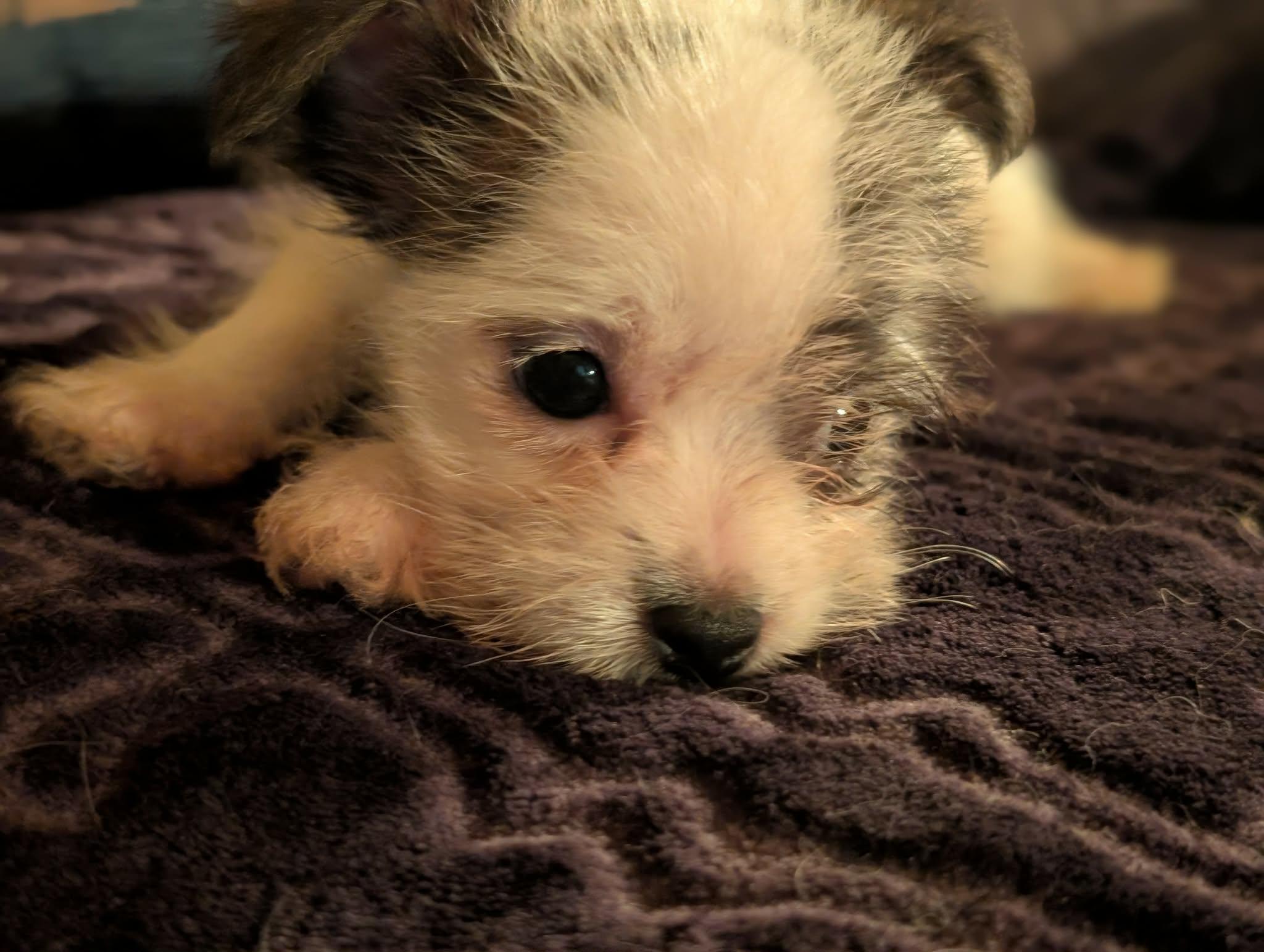 Enlarge Mr. Scruffles, a ADOPTABLE mixed breed in Tacoma, WA image 3/5