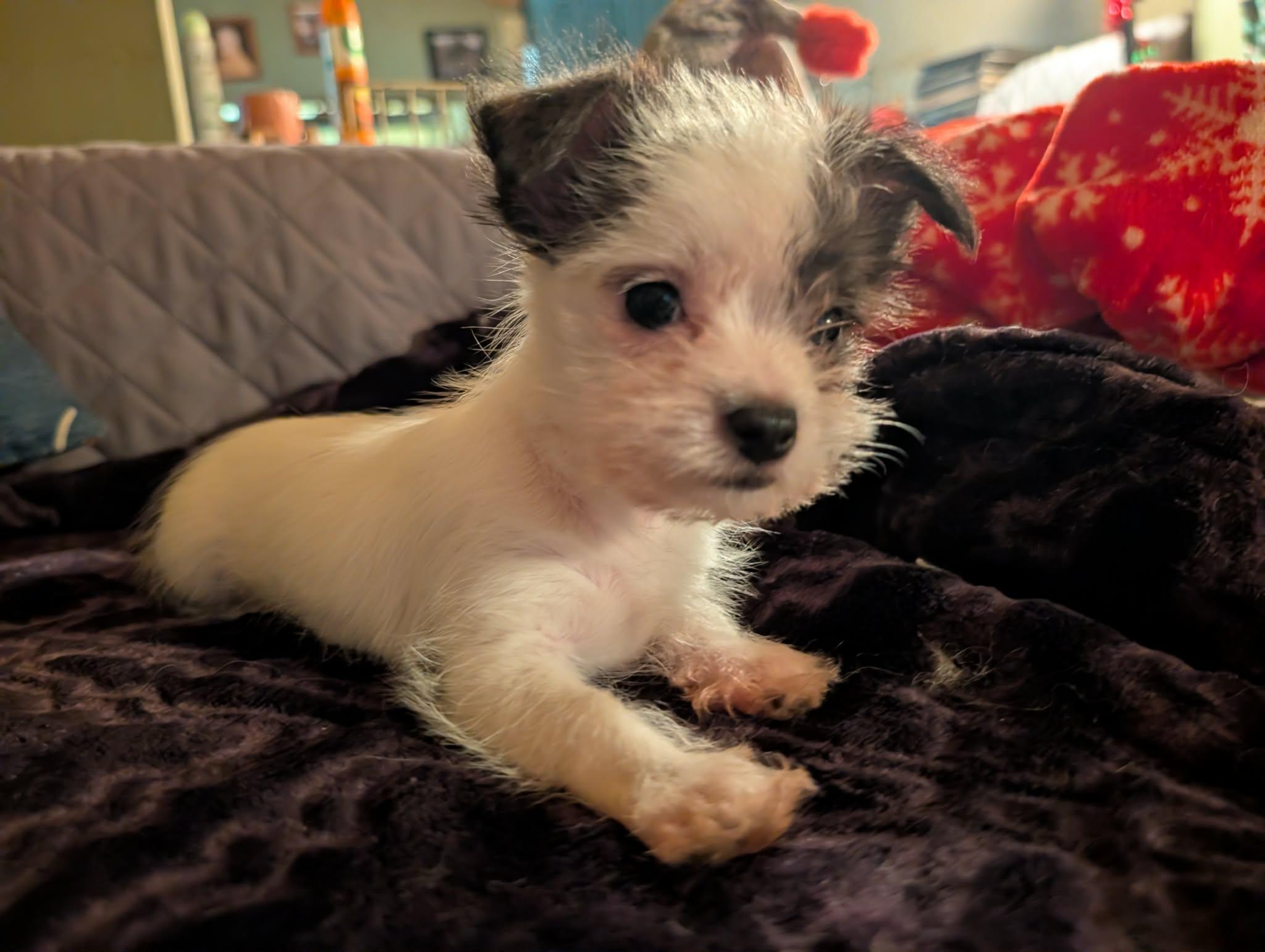 Enlarge Mr. Scruffles, a ADOPTABLE mixed breed in Tacoma, WA image 1/5