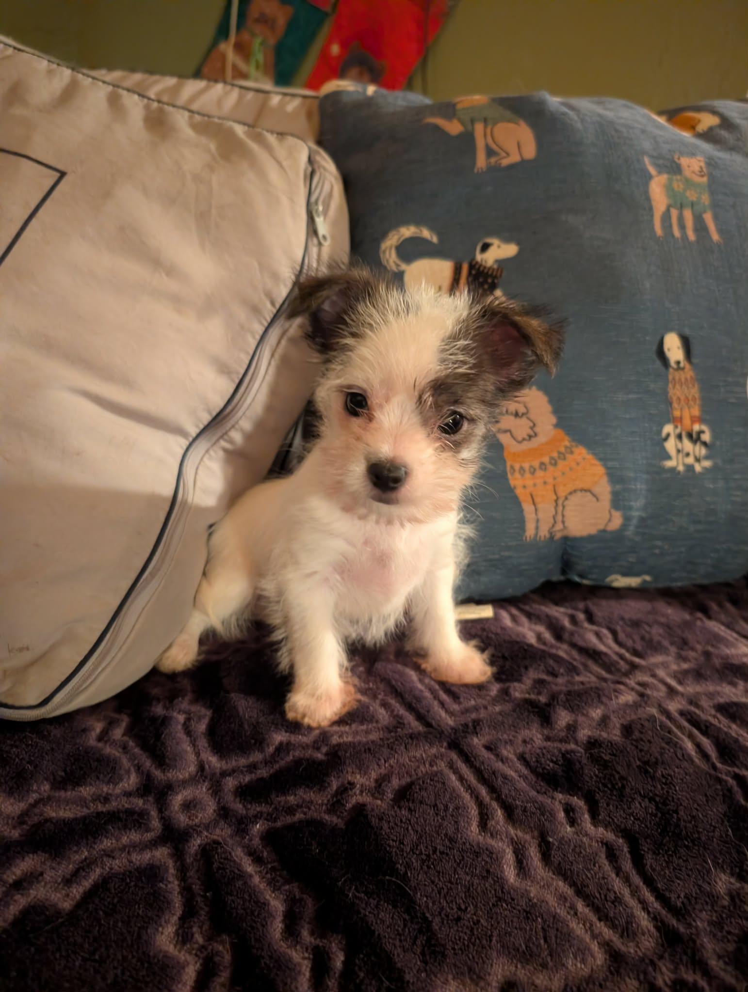 Enlarge Mr. Scruffles, a ADOPTABLE mixed breed in Tacoma, WA image 5/5