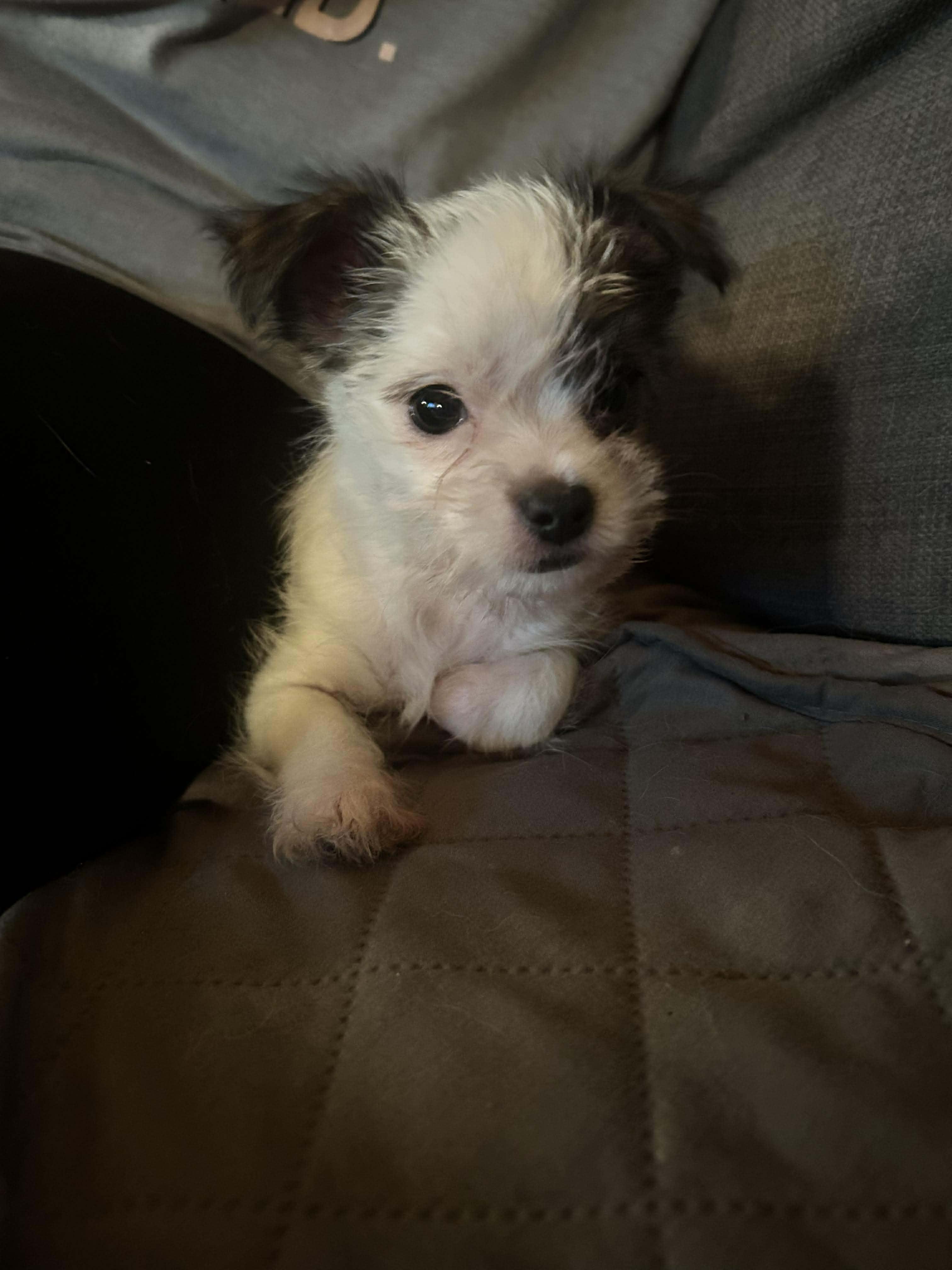 Enlarge Mr. Scruffles, a ADOPTABLE mixed breed in Tacoma, WA image 4/5