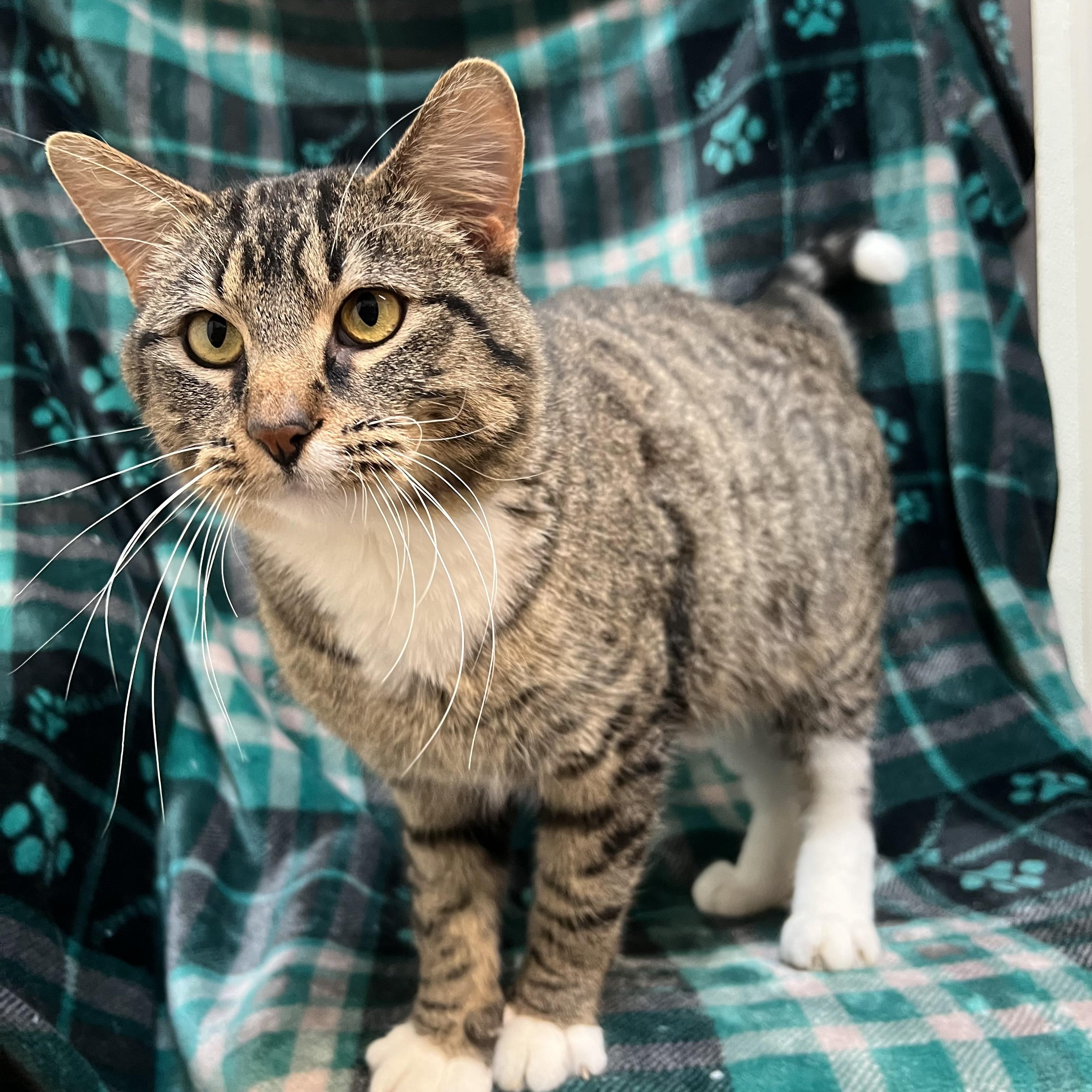 Enlarge Chestnut, a ADOPTABLE Domestic Short Hair in Fairmont, MN image 6/6