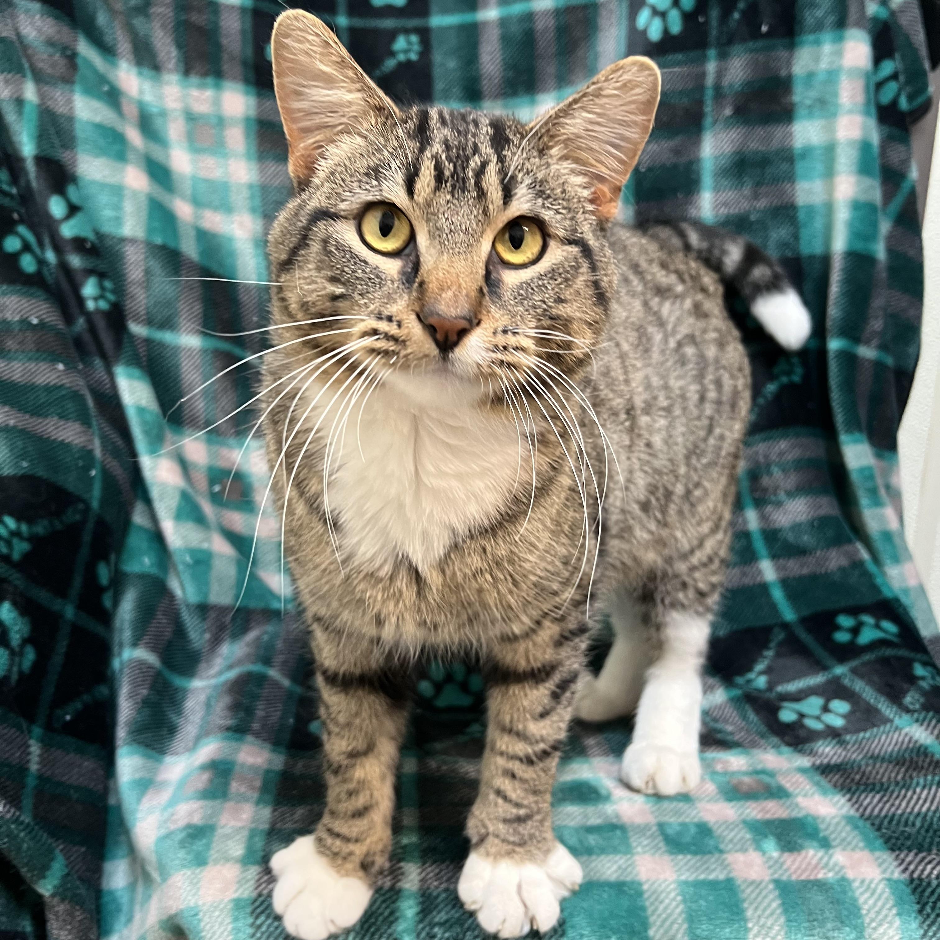 Enlarge Chestnut, a ADOPTABLE Domestic Short Hair in Fairmont, MN image 1/6