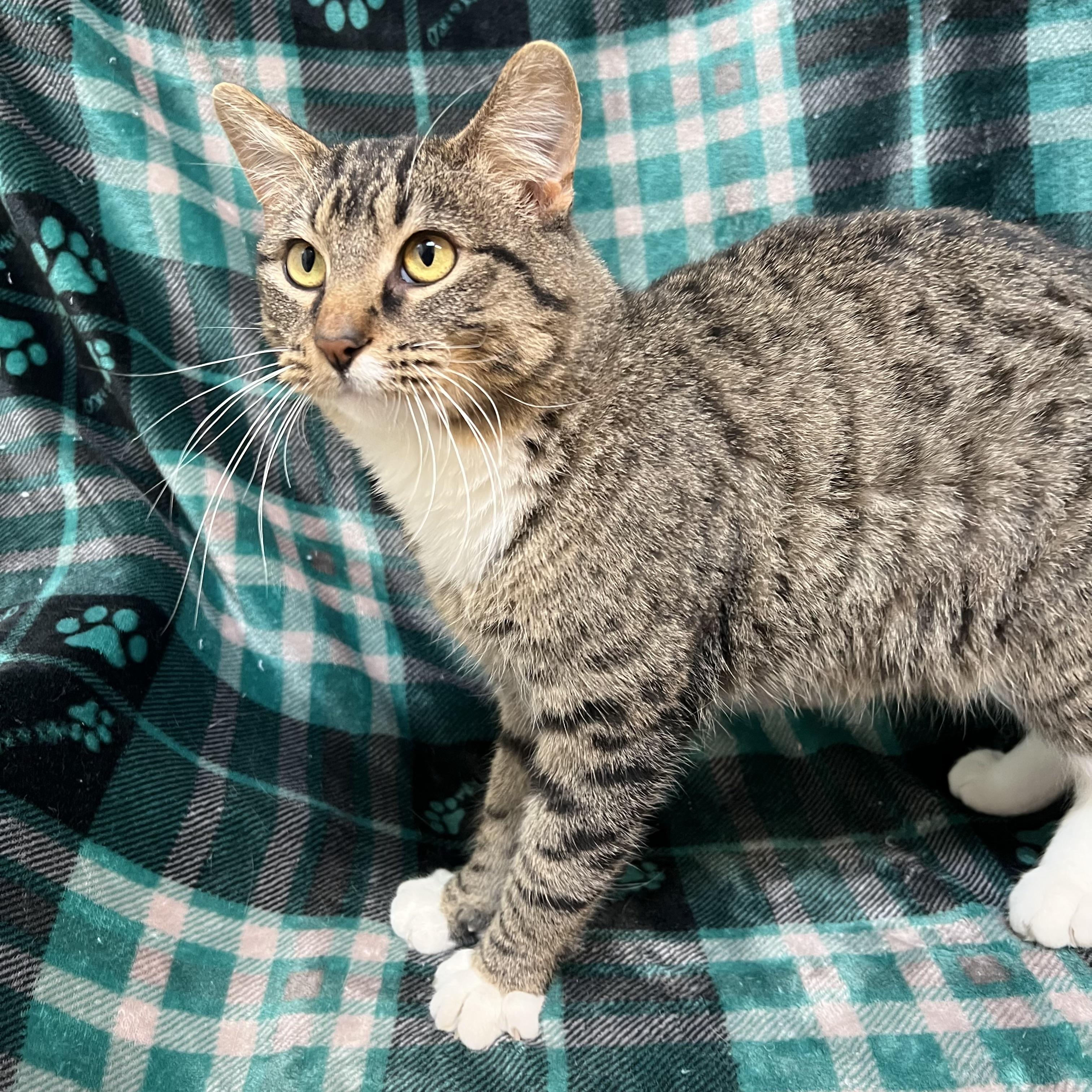 Enlarge Chestnut, a ADOPTABLE Domestic Short Hair in Fairmont, MN image 5/6