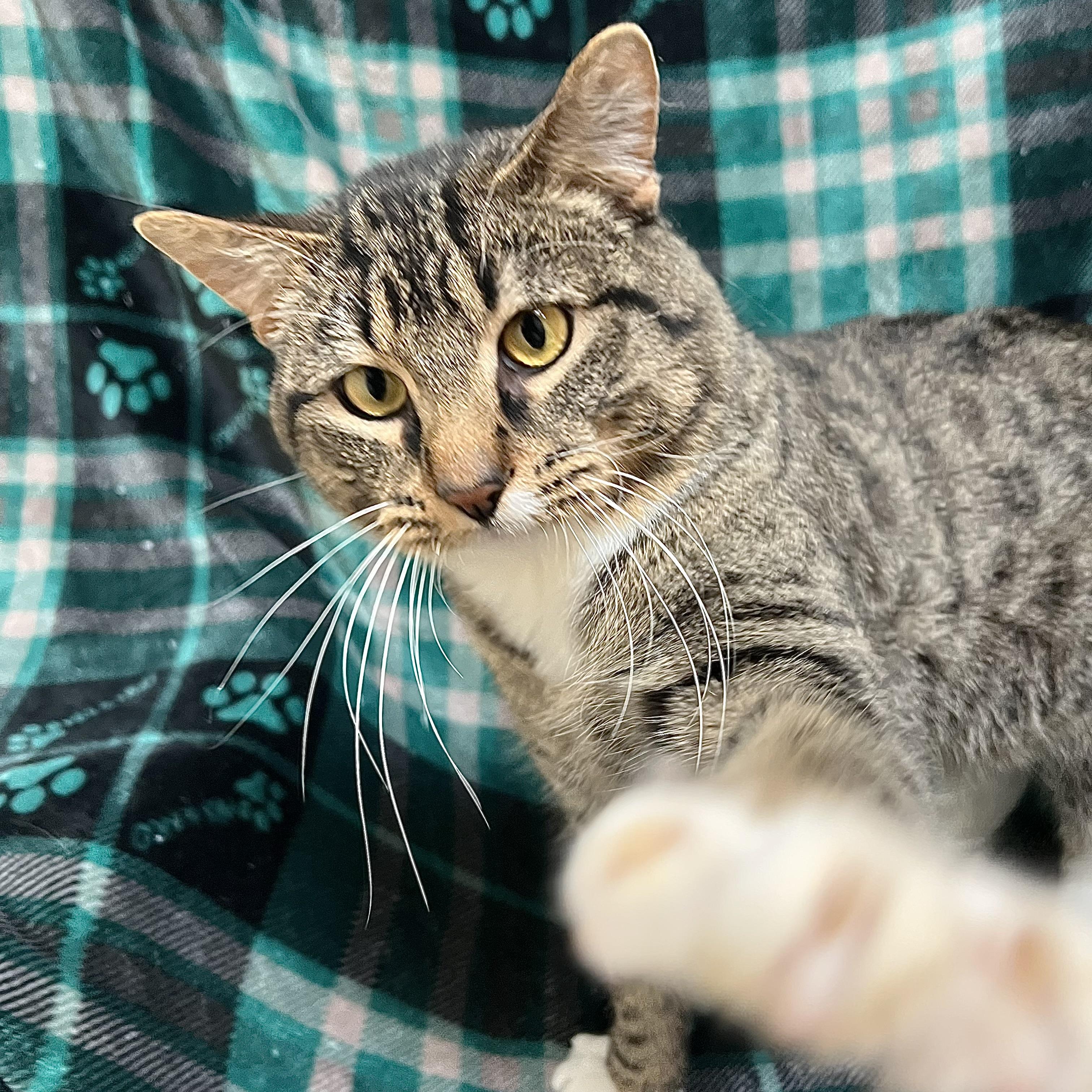 Enlarge Chestnut, a ADOPTABLE Domestic Short Hair in Fairmont, MN image 2/6