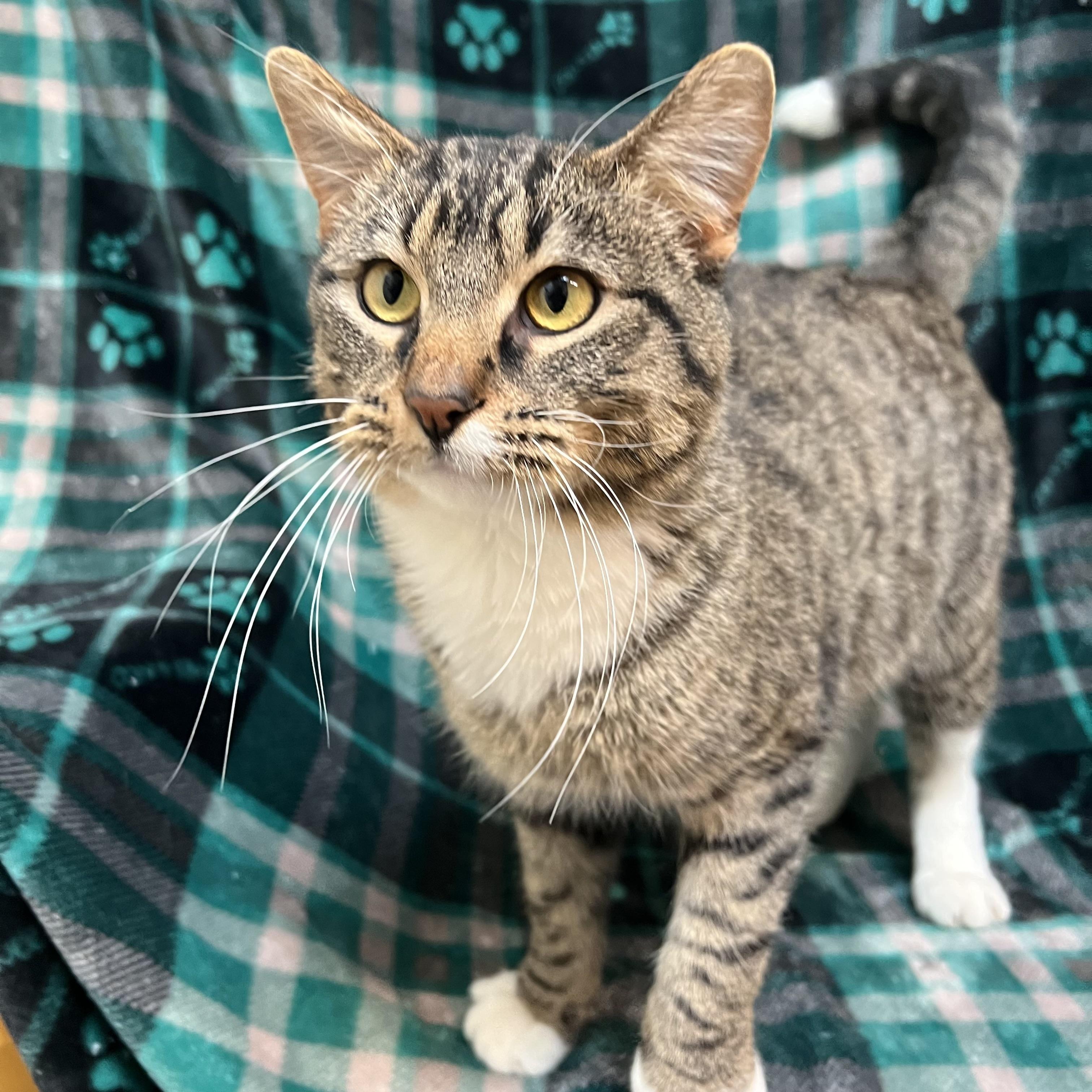 Enlarge Chestnut, a ADOPTABLE Domestic Short Hair in Fairmont, MN image 4/6