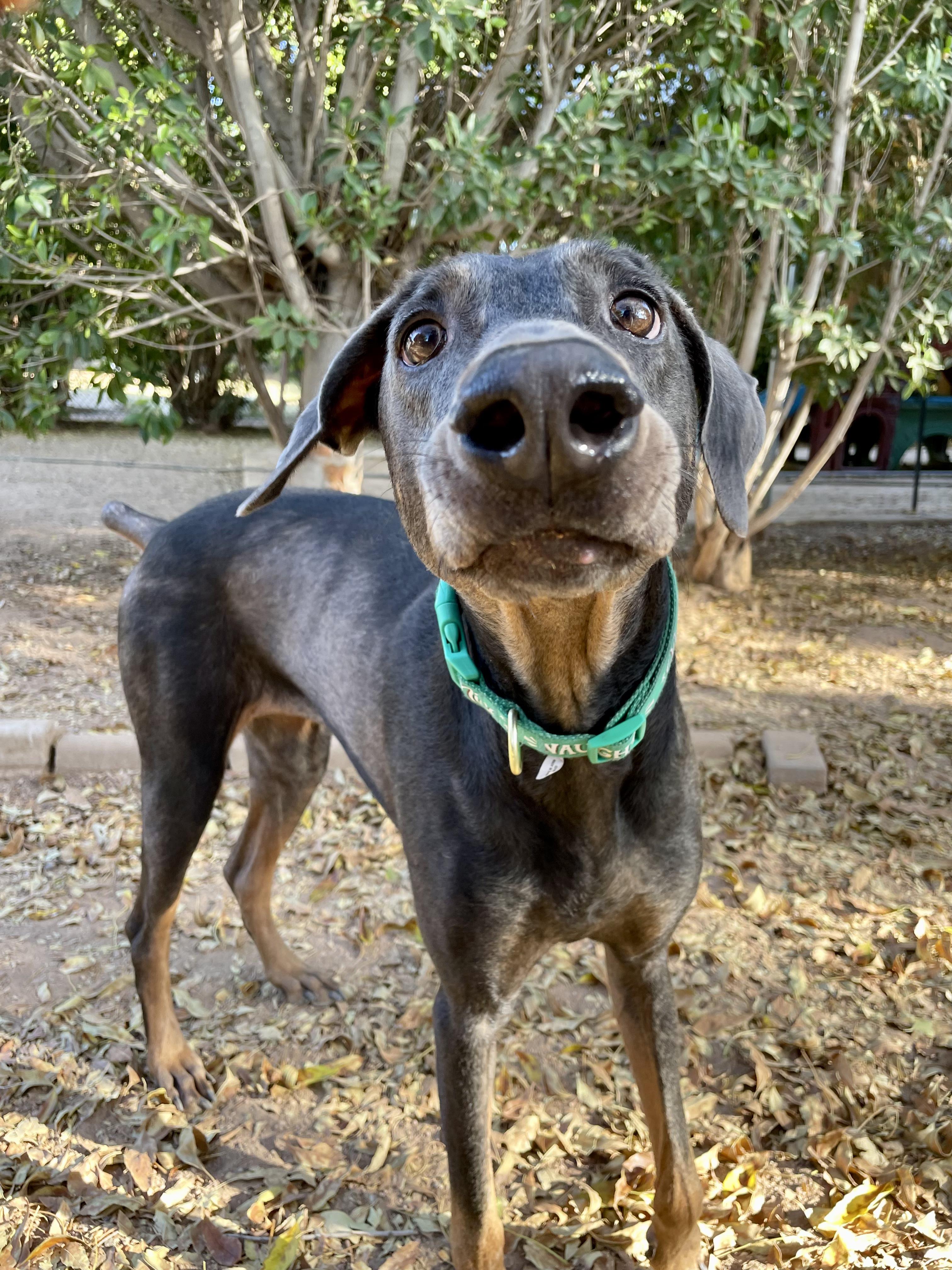 Rosie, a Adoptable Doberman Pinscher in Peoria, AZ image 1/3