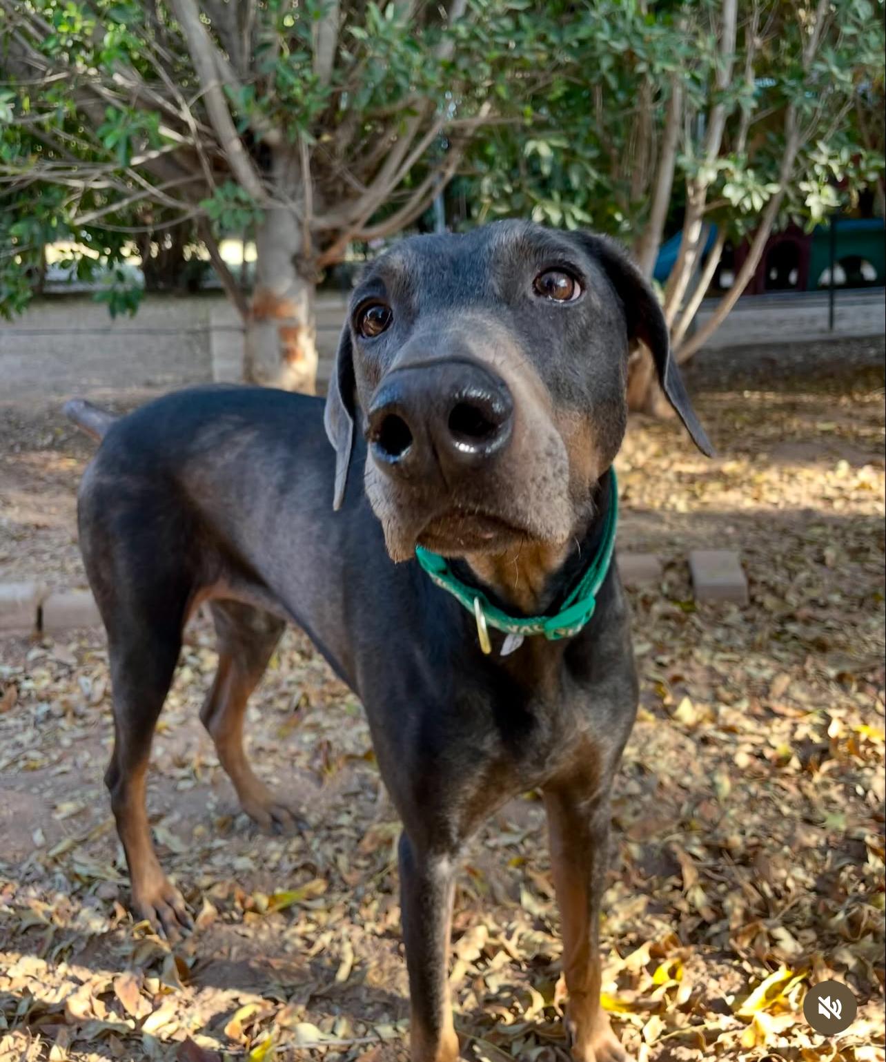 Rosie, a Adoptable Doberman Pinscher in Peoria, AZ image 2/3