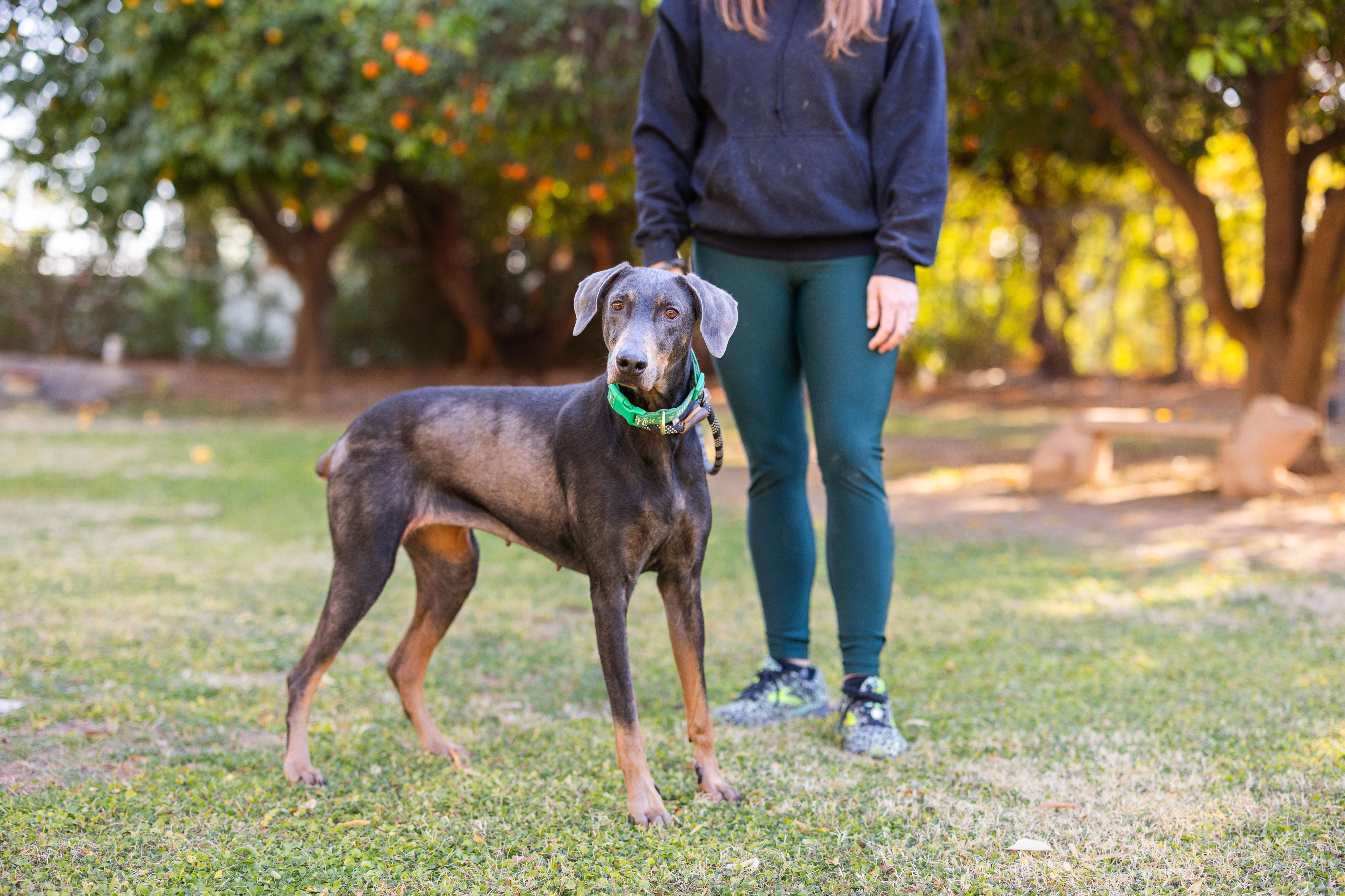 Rosie, a Adoptable Doberman Pinscher in Peoria, AZ image 3/3