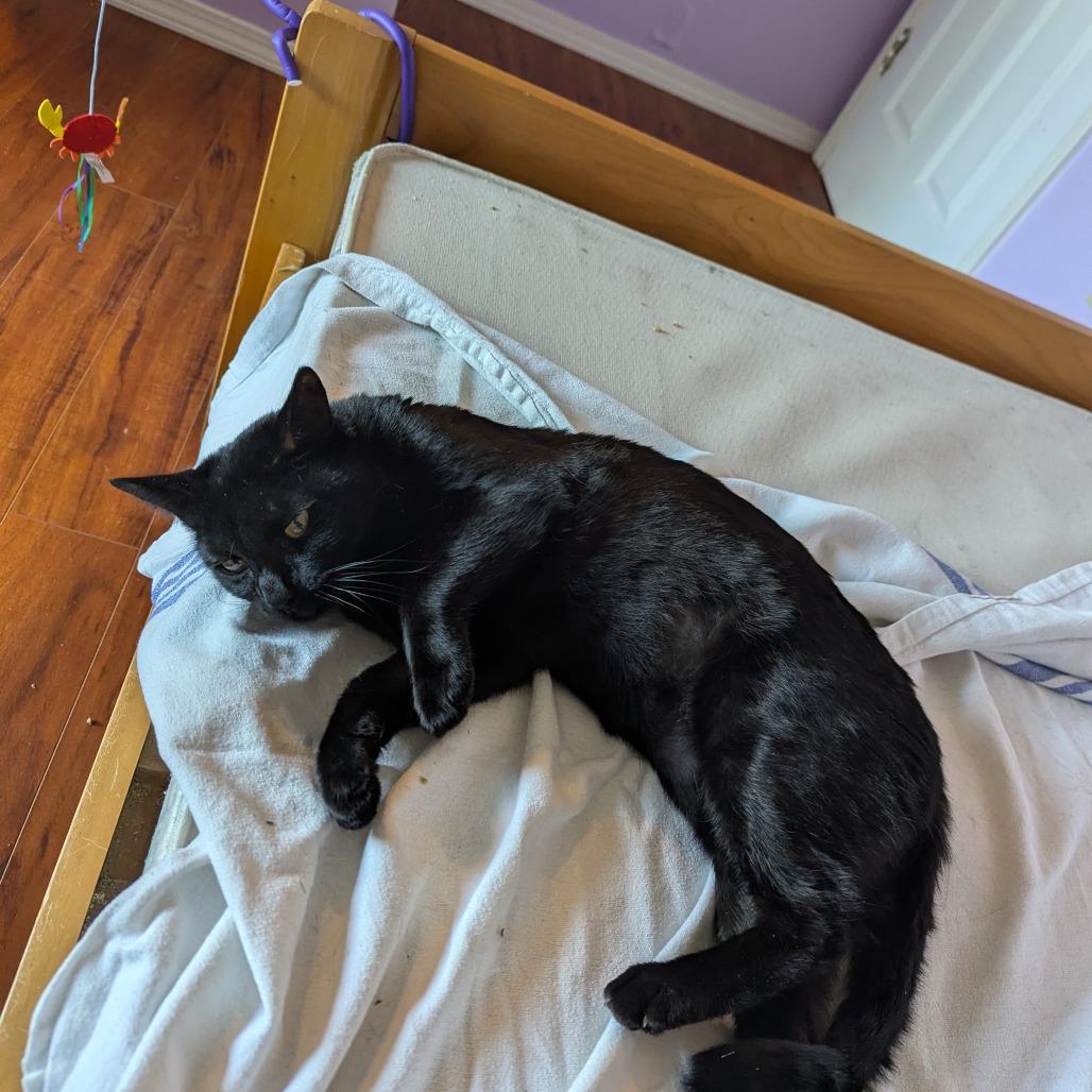 Enlarge Morana, a Adoptable Domestic Short Hair in Abbotsford, BC image 1/4