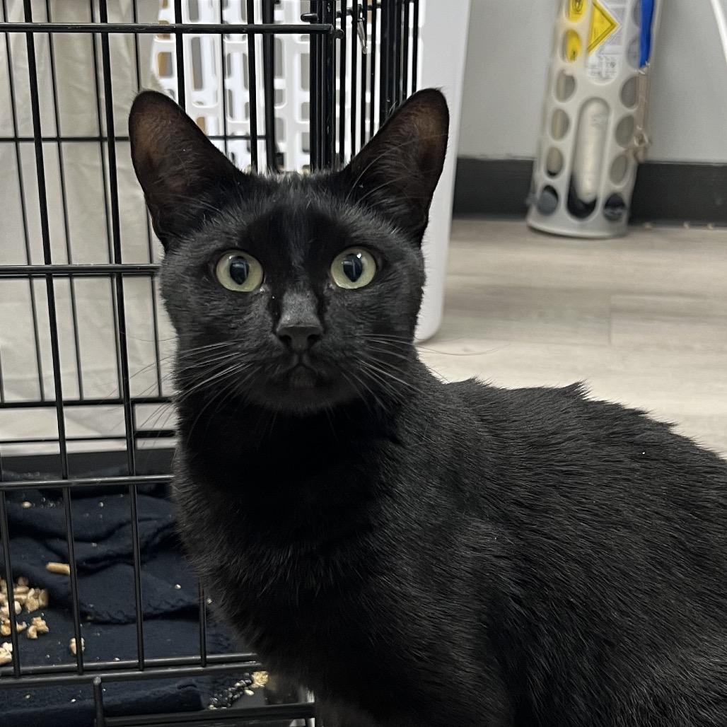 Enlarge Morana, a Adoptable Domestic Short Hair in Abbotsford, BC image 3/4