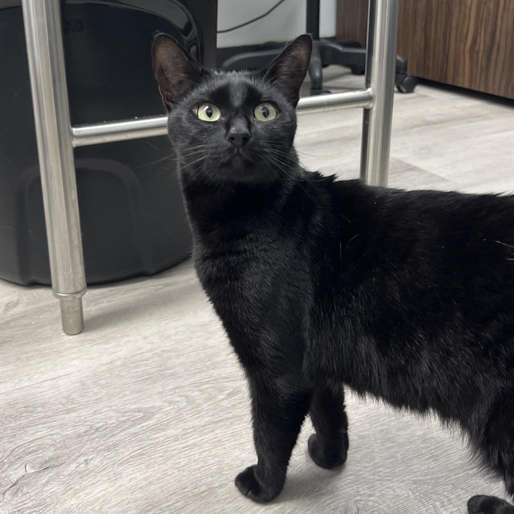 Enlarge Morana, a Adoptable Domestic Short Hair in Abbotsford, BC image 4/4