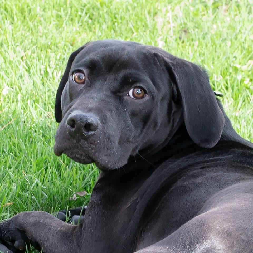 Enlarge Lucy, a Adoptable mixed breed in Troy, OH image 1/2