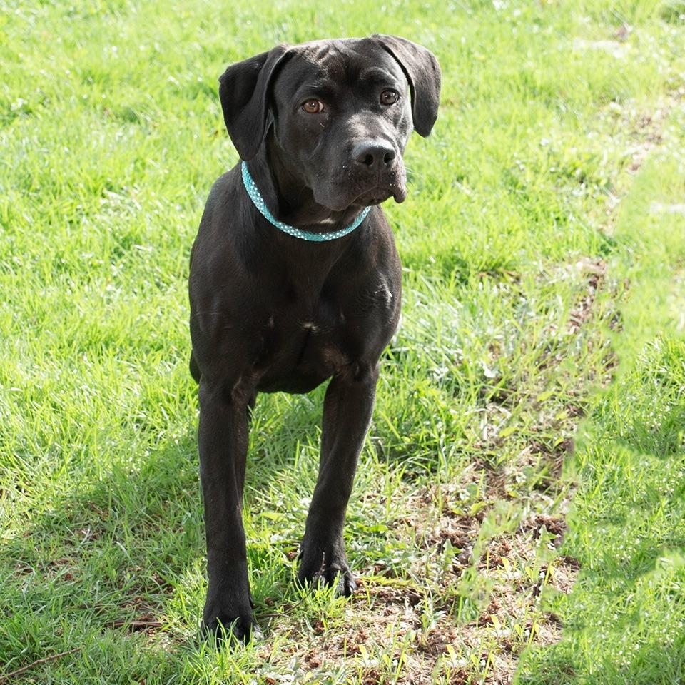 Enlarge Lucy, a Adoptable mixed breed in Troy, OH image 2/2