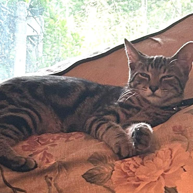Enlarge Homer, a Adoptable Domestic Short Hair in Charlottesville, VA image 2/2