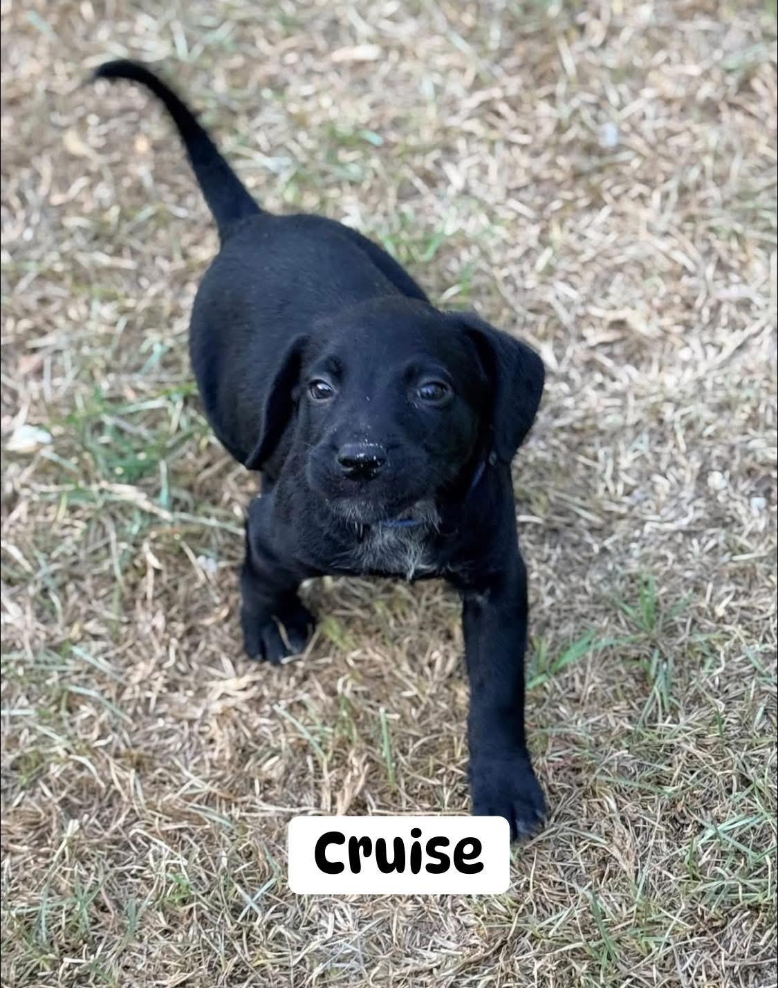 Cruise (NCCR), adopted, Puppy Male Labrador Retriever.