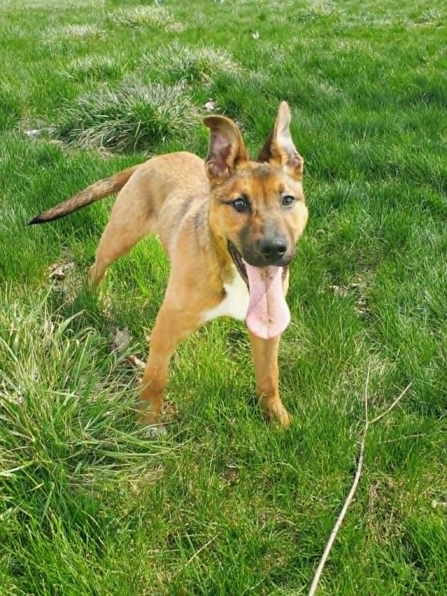 Enlarge Mingo, a Adoptable mixed breed in Dayton, OH image 2/6