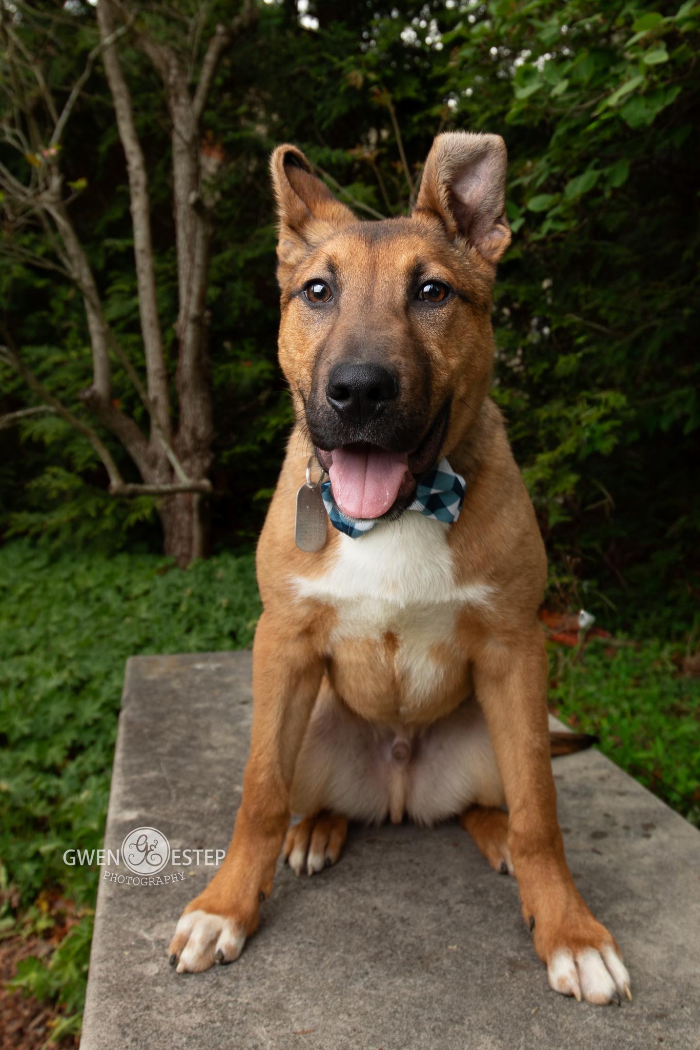 Mingo, a Adoptable mixed breed in Dayton, OH image 2/6